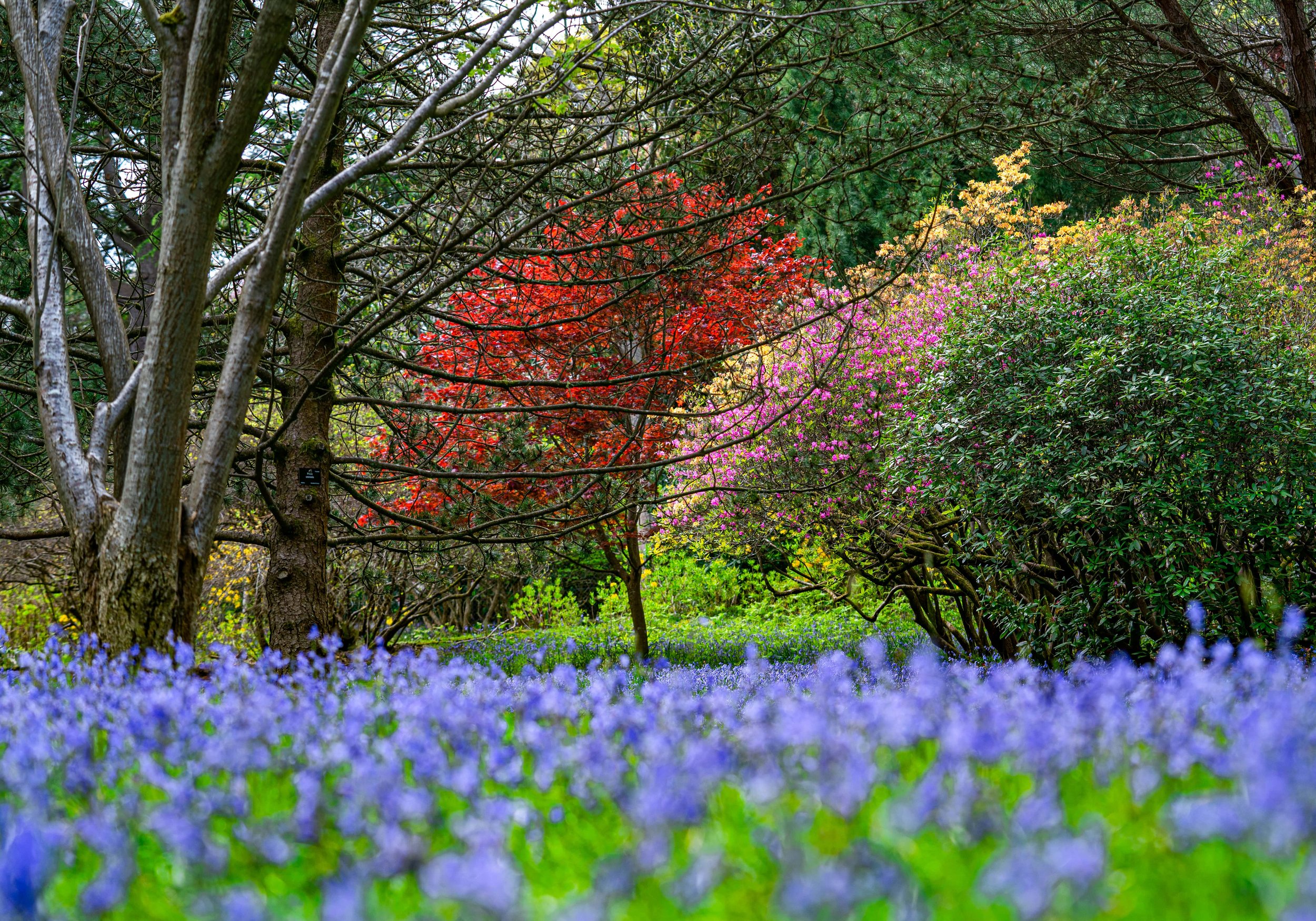 Blue-bell-banks.jpg