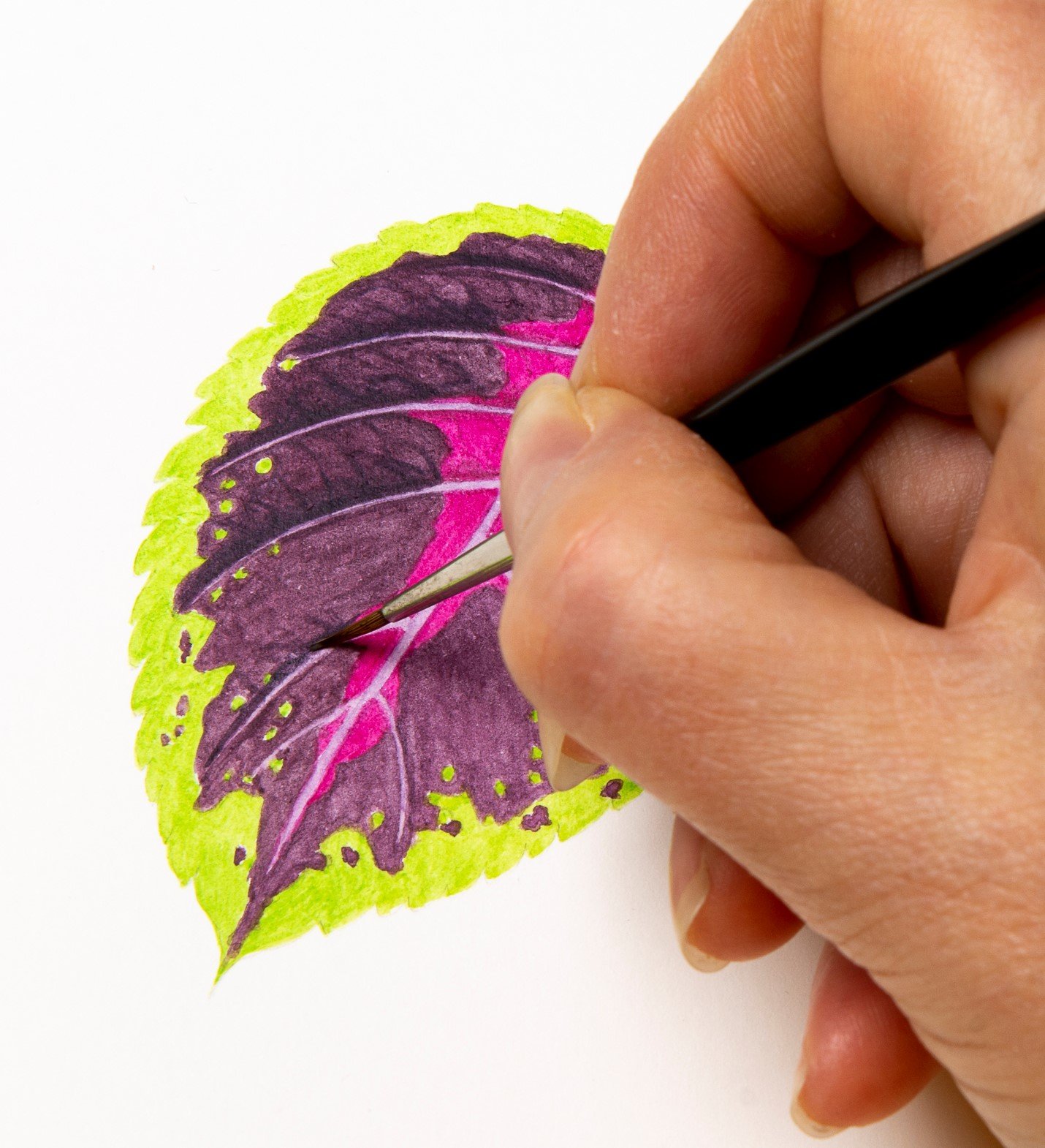 Painting coleus leaf.jpg