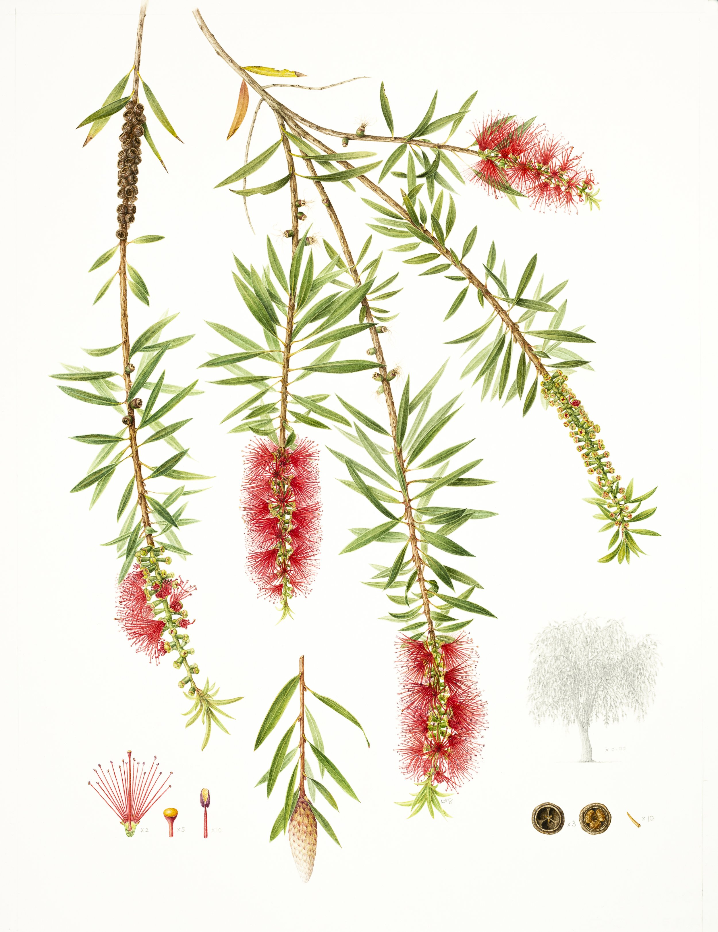 250 Callistemon Viminalis_General-018.jpg