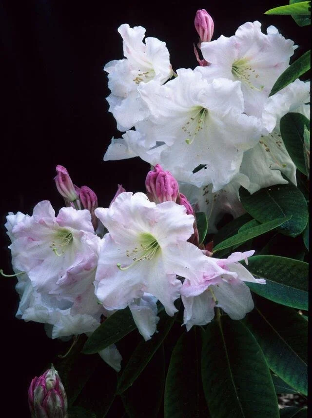 Spring - Loderi King George.jpg