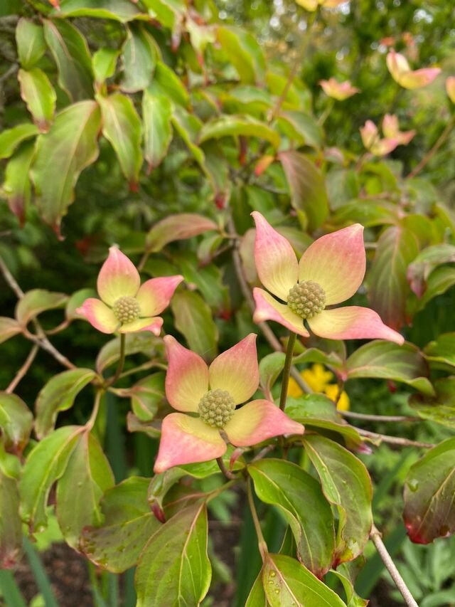 Spring-Late Spring-Flowering Dogwood Trees 1.jpg