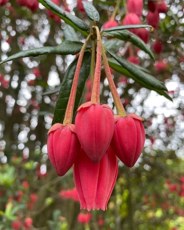Spring-Late Spring-Rock Garden-Crinodendron Hookerianum 1.jpg