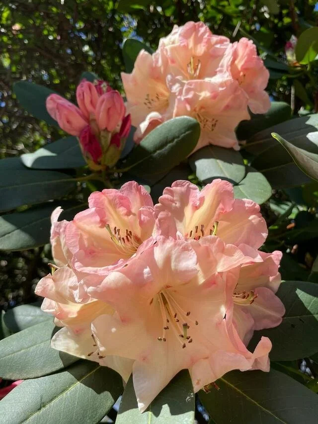Spring-Rhododendron 22.jpeg