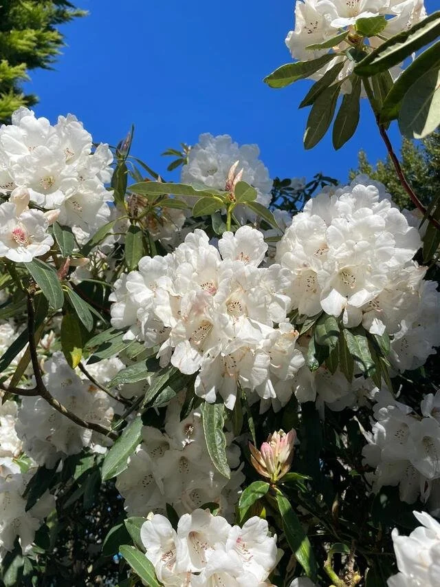 Spring-Rhododendron 41.jpeg