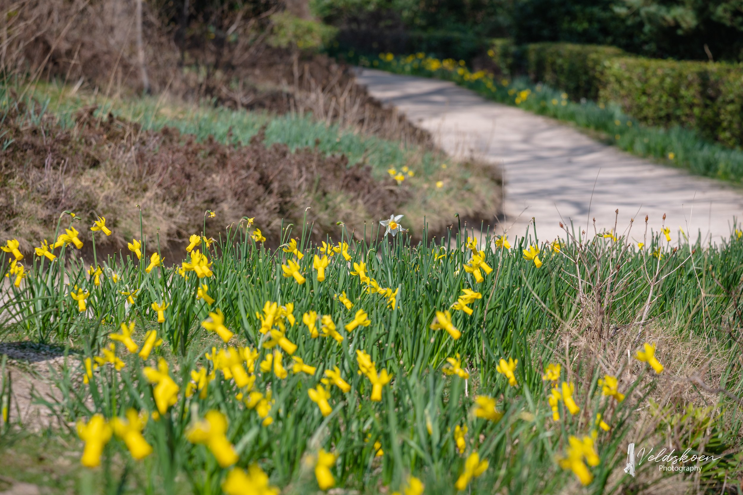 daffodils.JPG