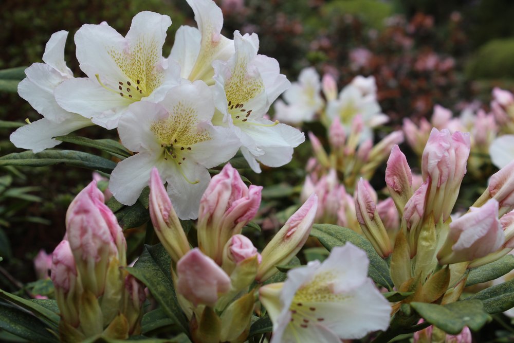 Rhododendron.JPG
