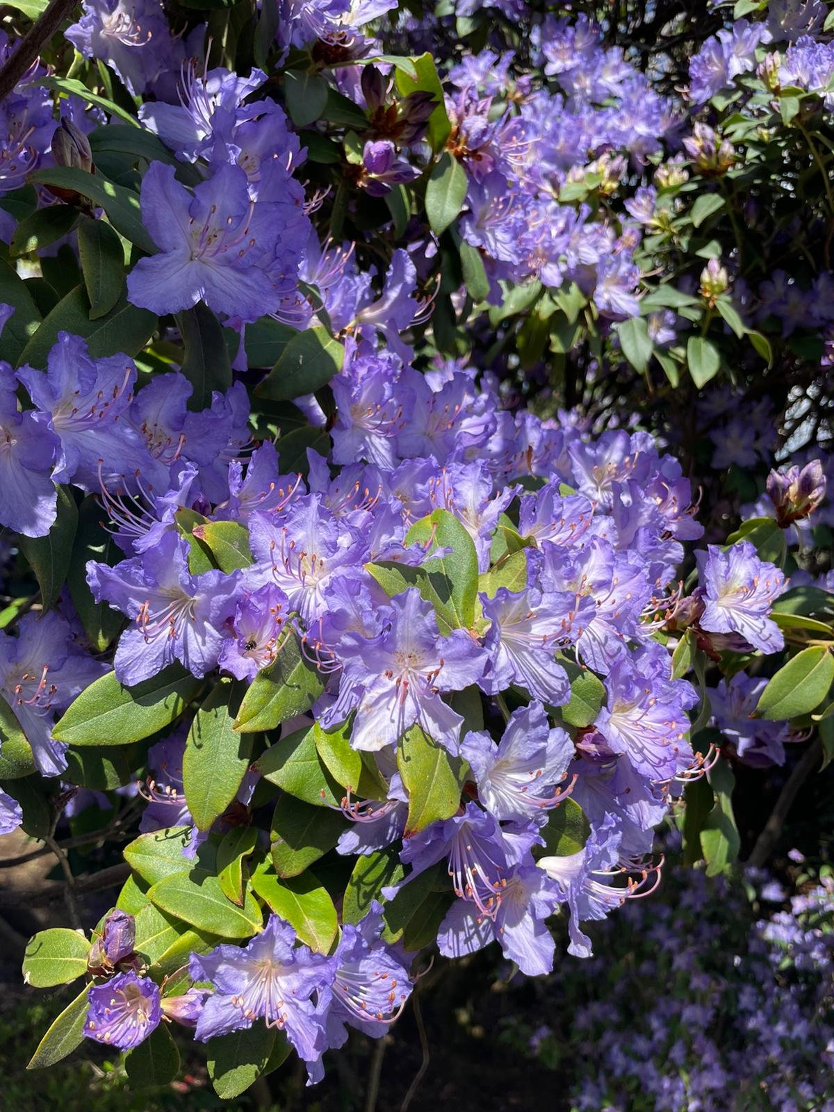 Spring-Purple Flower 1.jpeg