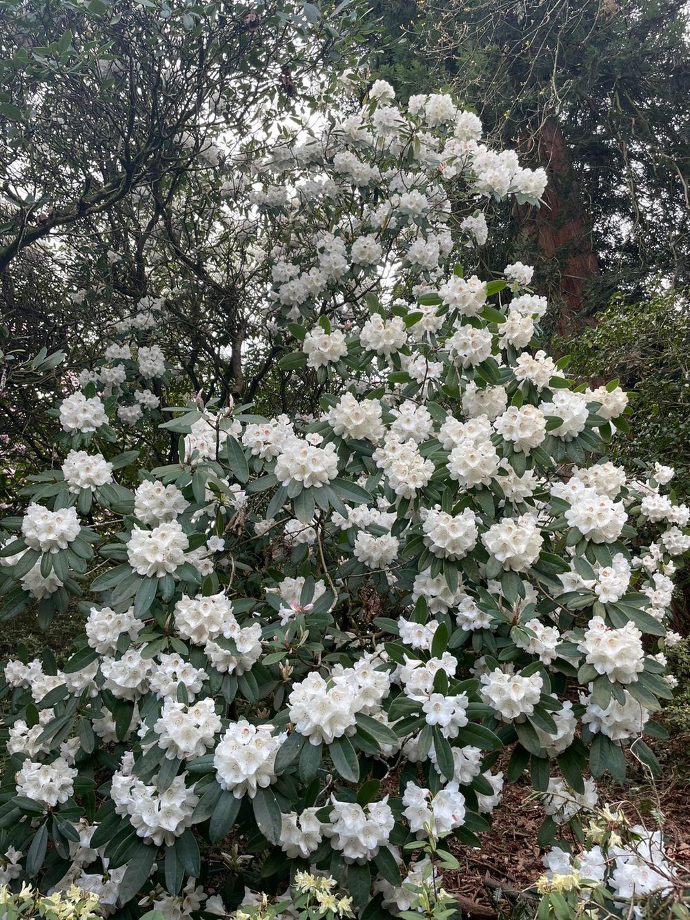 Spring-Rhododendron 13.jpeg