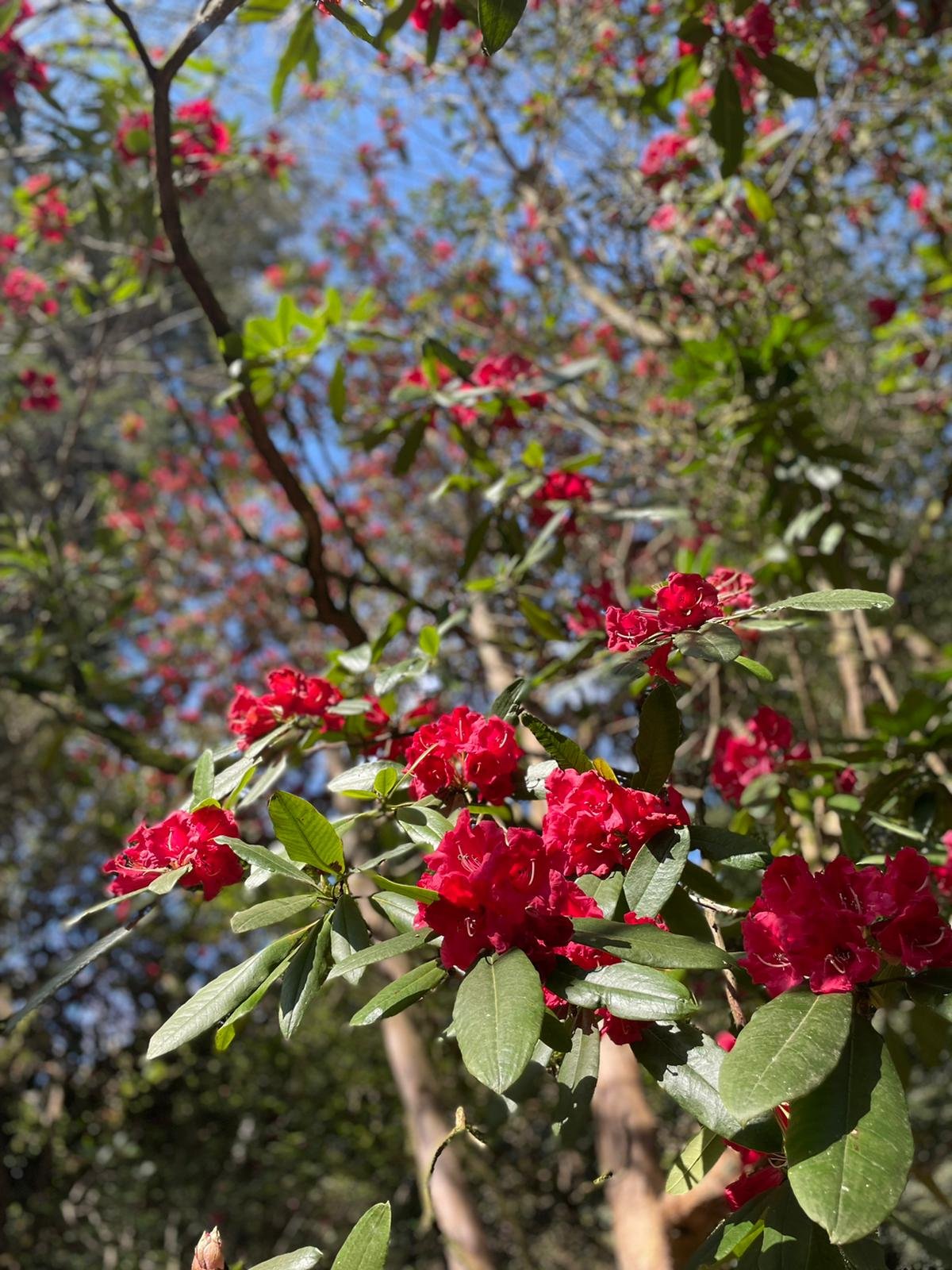 Spring-Rhododendron 36.jpeg