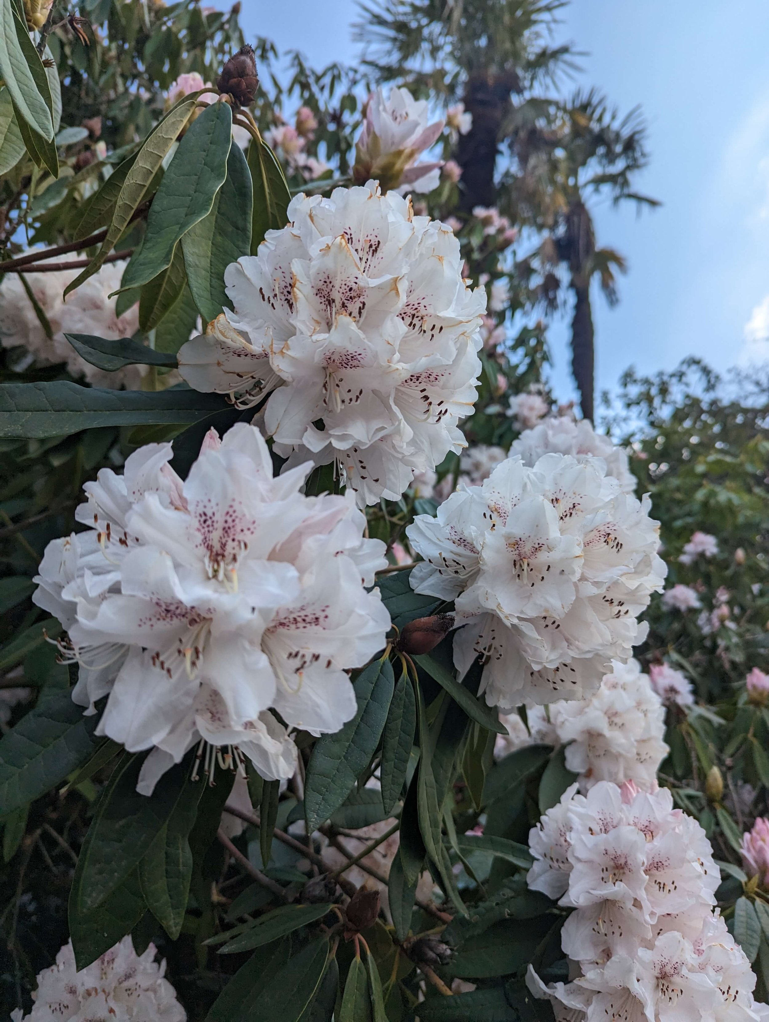 rhododendron-leonardslee-spring-colour (1).jpg