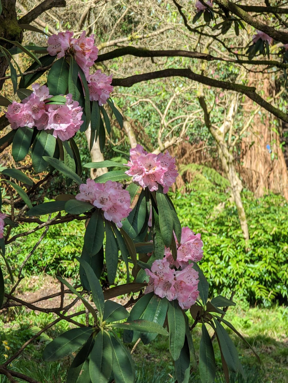 rhododendron-leonardslee-spring-colour (4).jpg