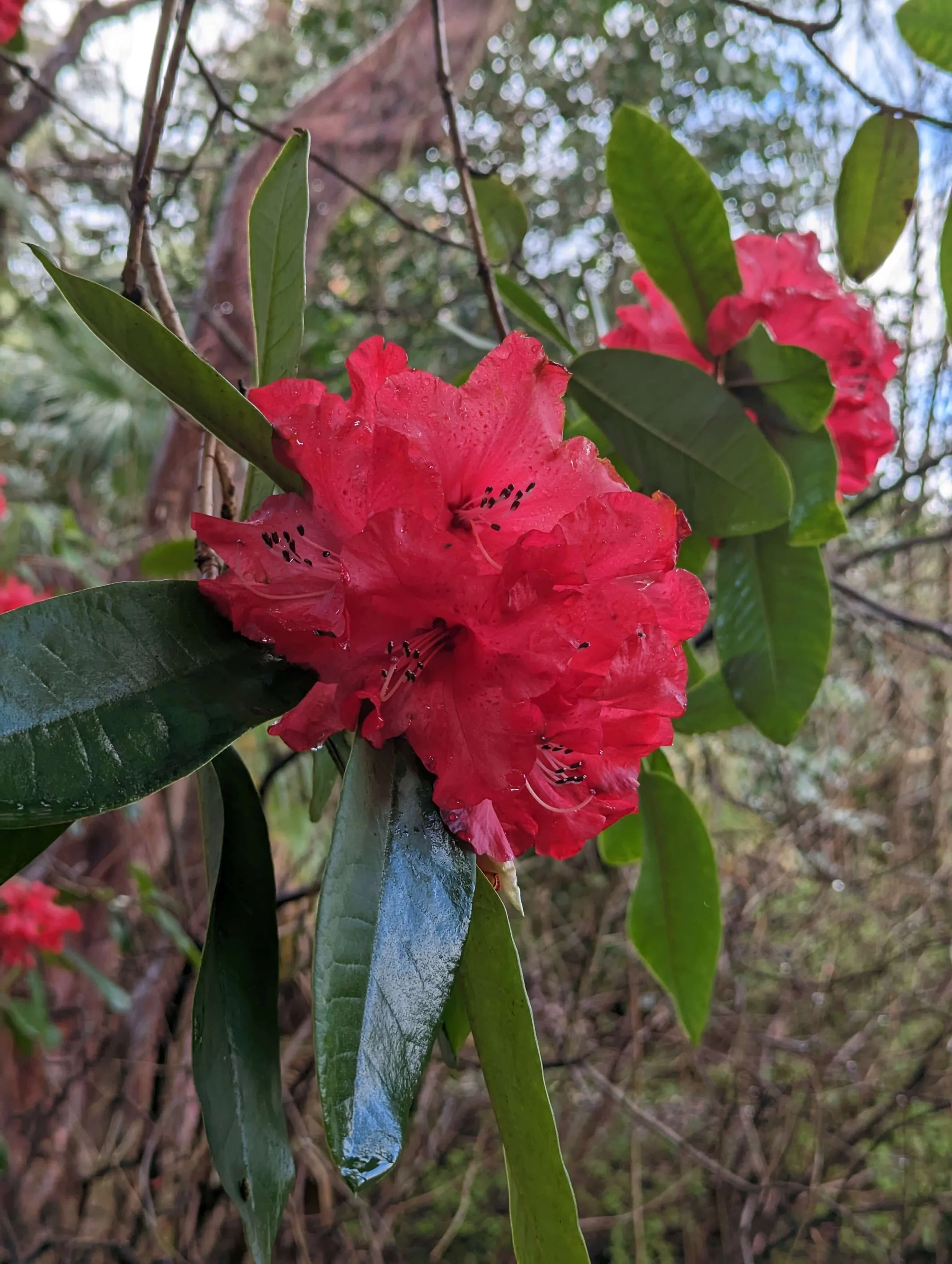 Growing Leonardslee Podcast Episode 7. Rhododendron Rhapsody: A ...