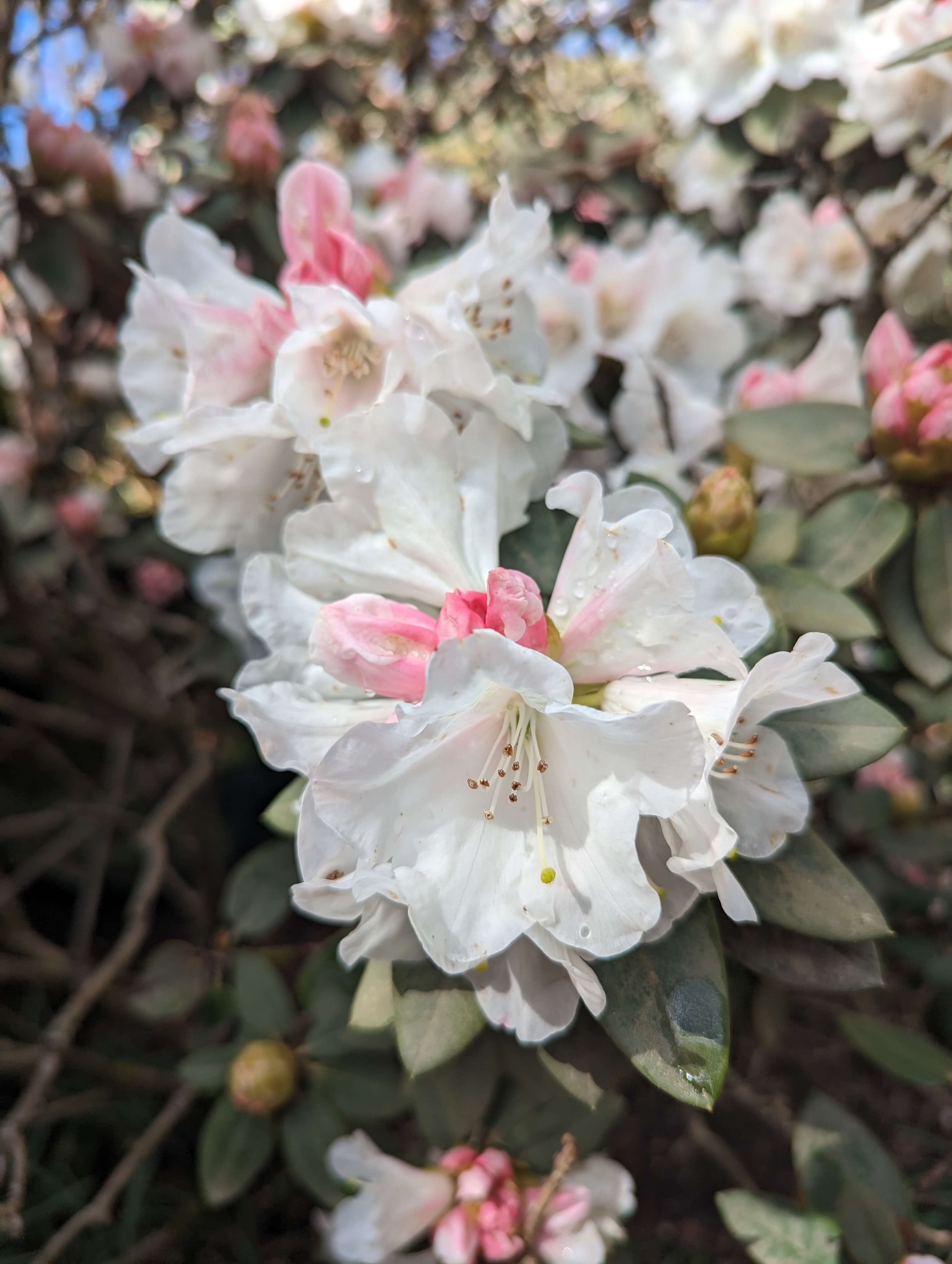 rhododendron-leonardslee-spring-colour (3).jpg