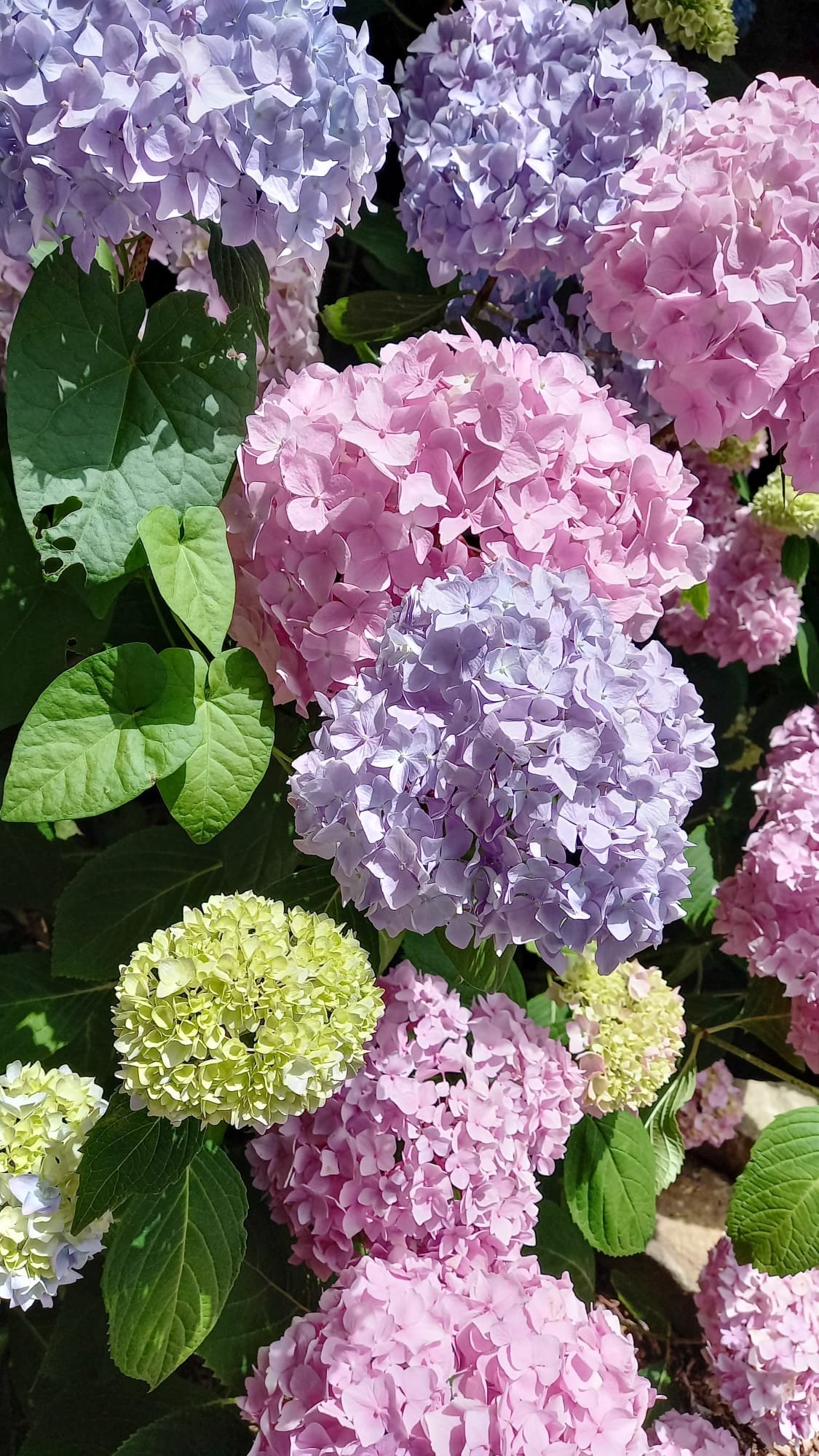 Summer_Flowers_hydrangeas.jpeg