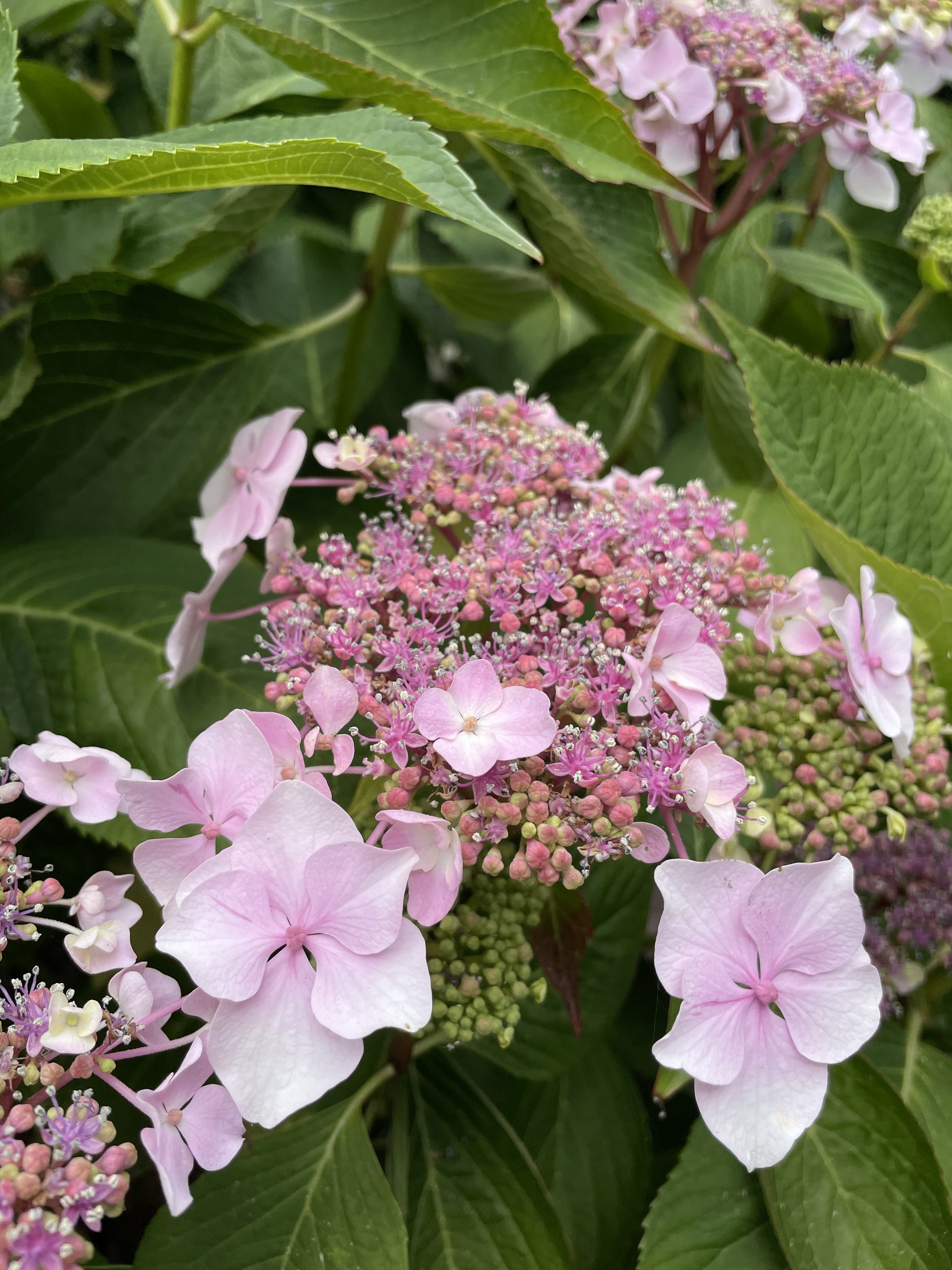 Summer-Pink_Flower-Hydrangea-1.jpg