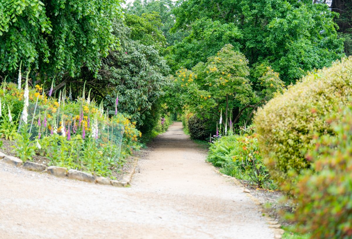Leonardslee-gardens-summer-path-foxglove- justin-lewis.jpg