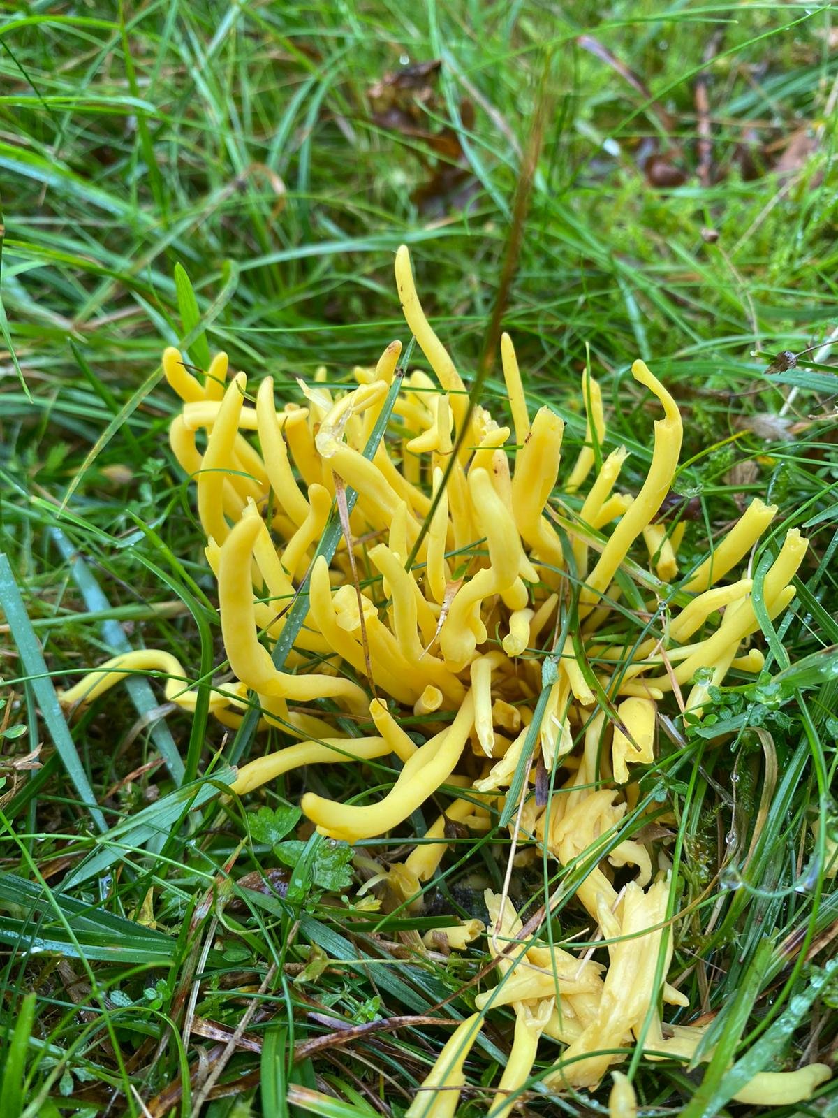 Yellow Stag Horn fungus Bluebell Banks.jpeg