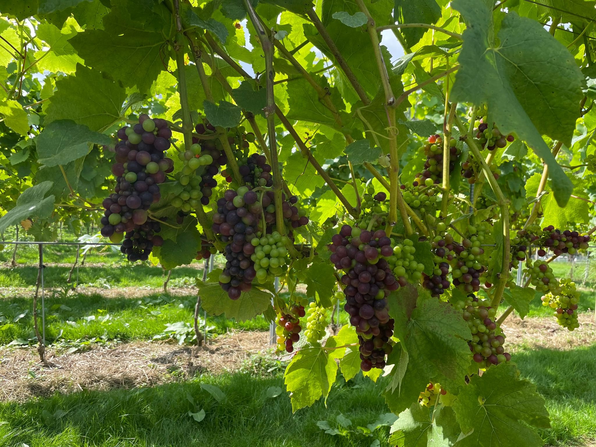 Leonardslee-gardens-vineyard-harvest (14).jpg