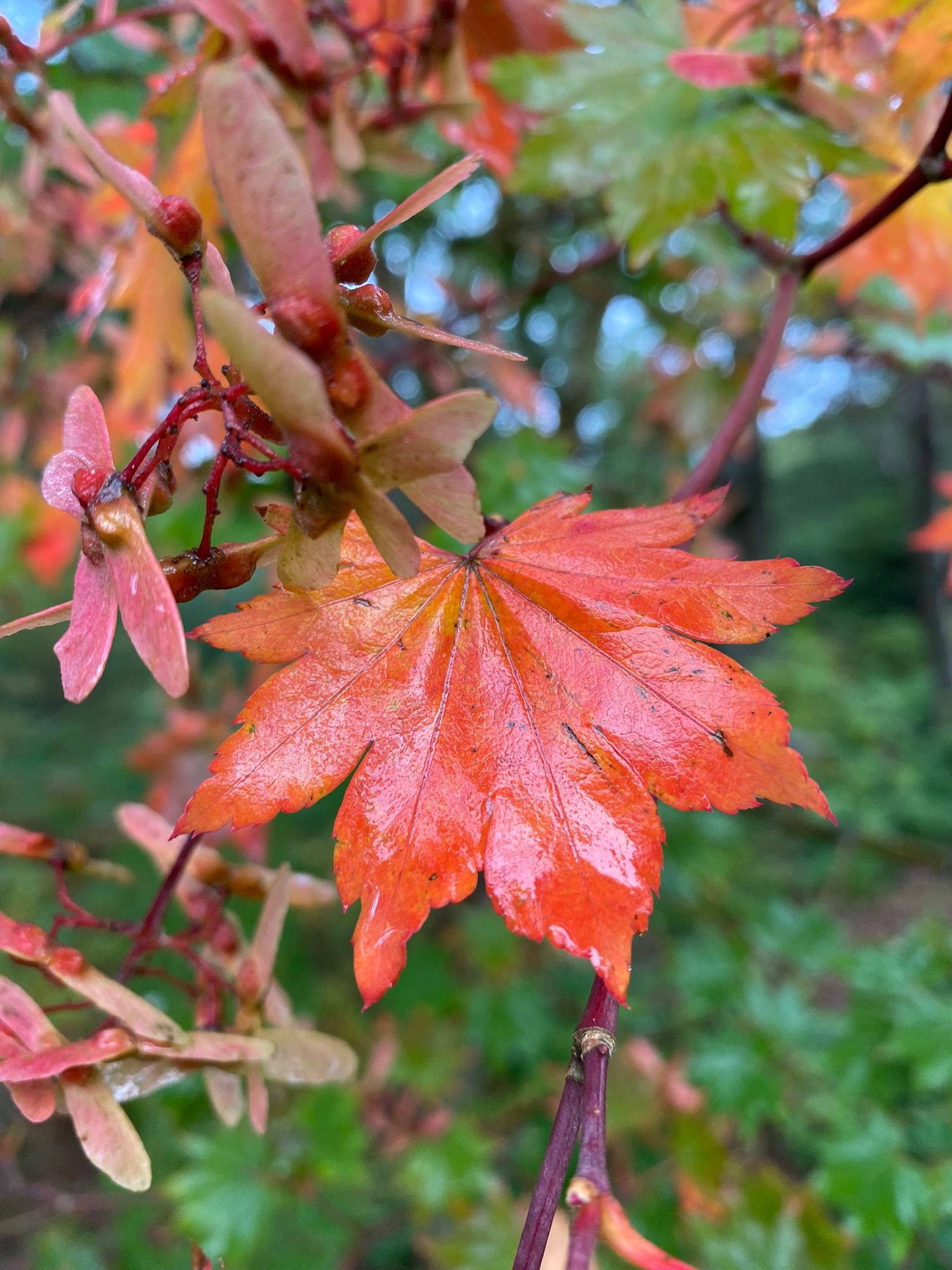 Acer Colour.jpeg