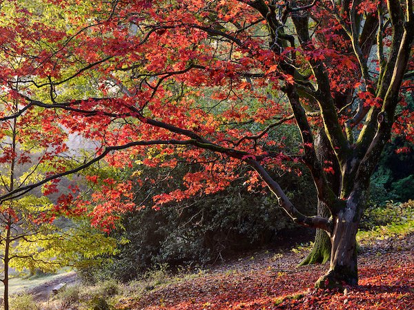 Autumn-tree-leaves-falling.jpg