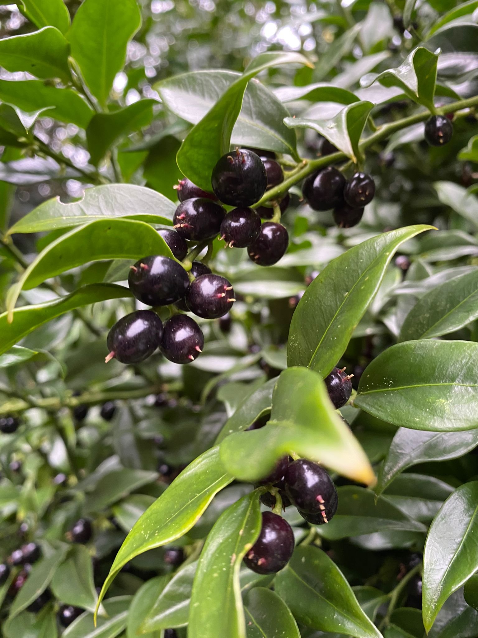 Sarcococca Shrubs (Christmas Box)