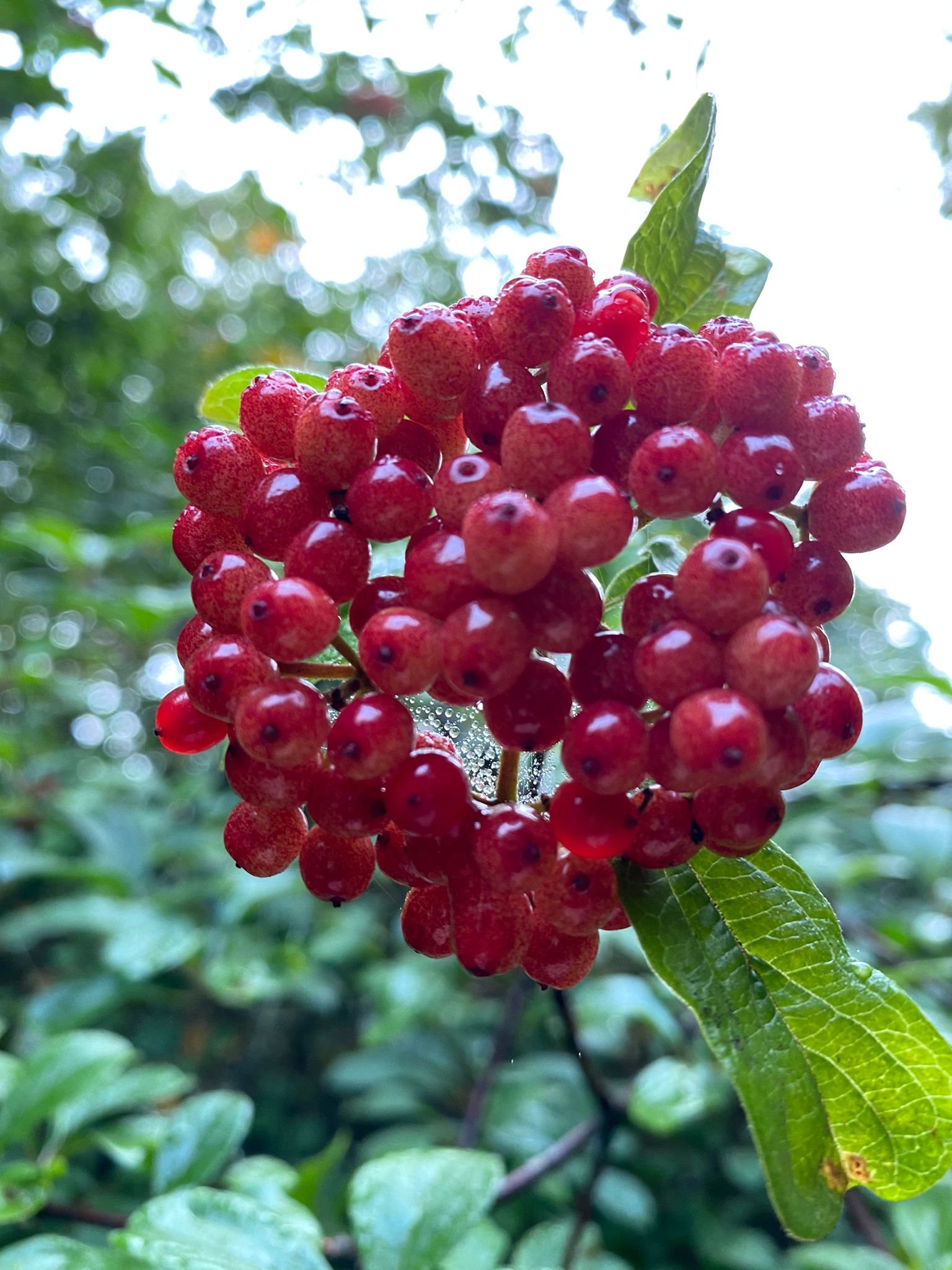 Viburnum Foetidum Berries 