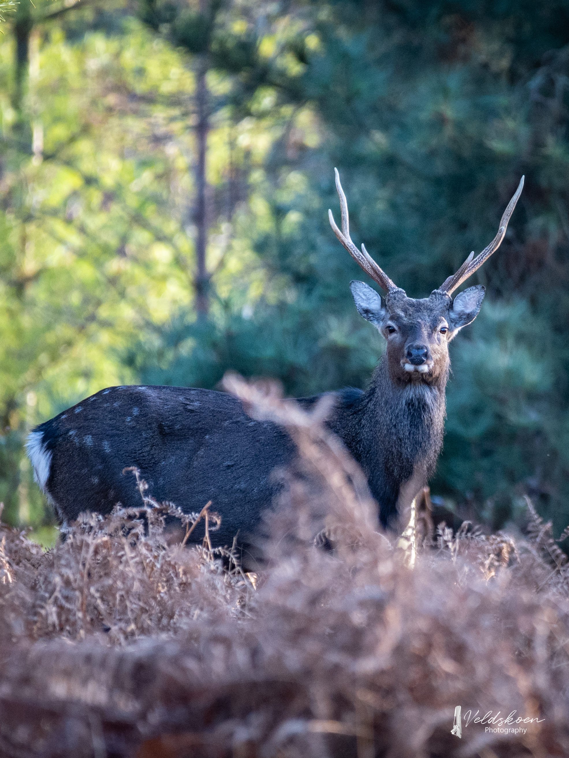 Leonardslee-deer-park-autumn.jpg