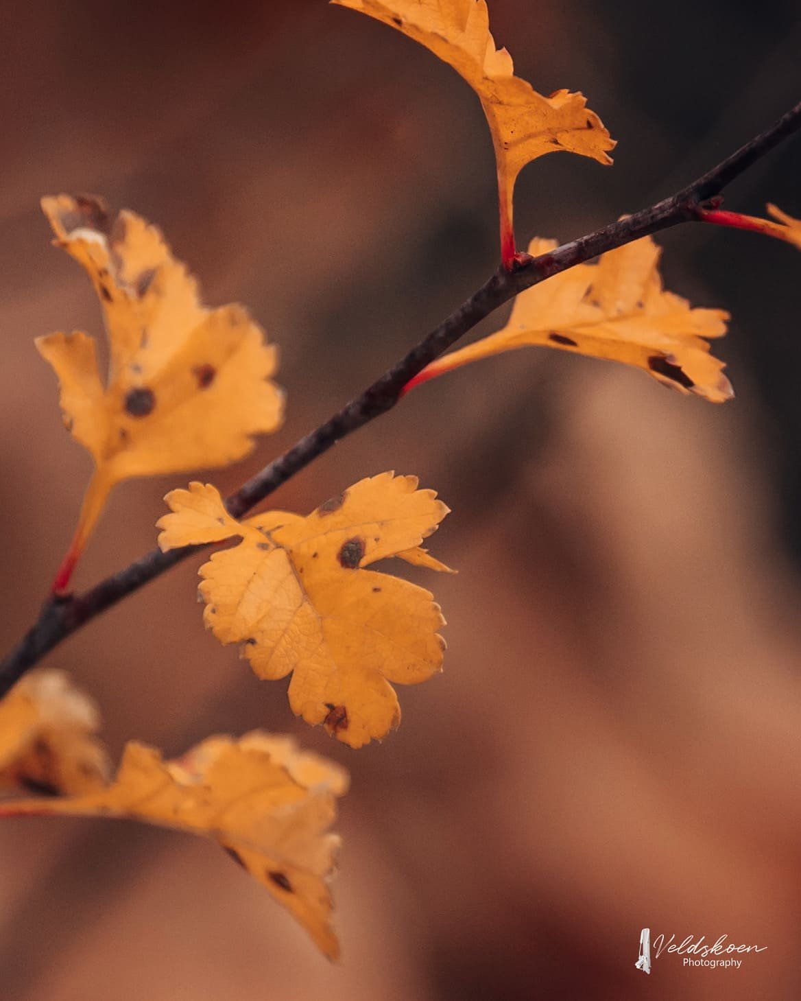 Leaves-autumn-leonardslee.jpg