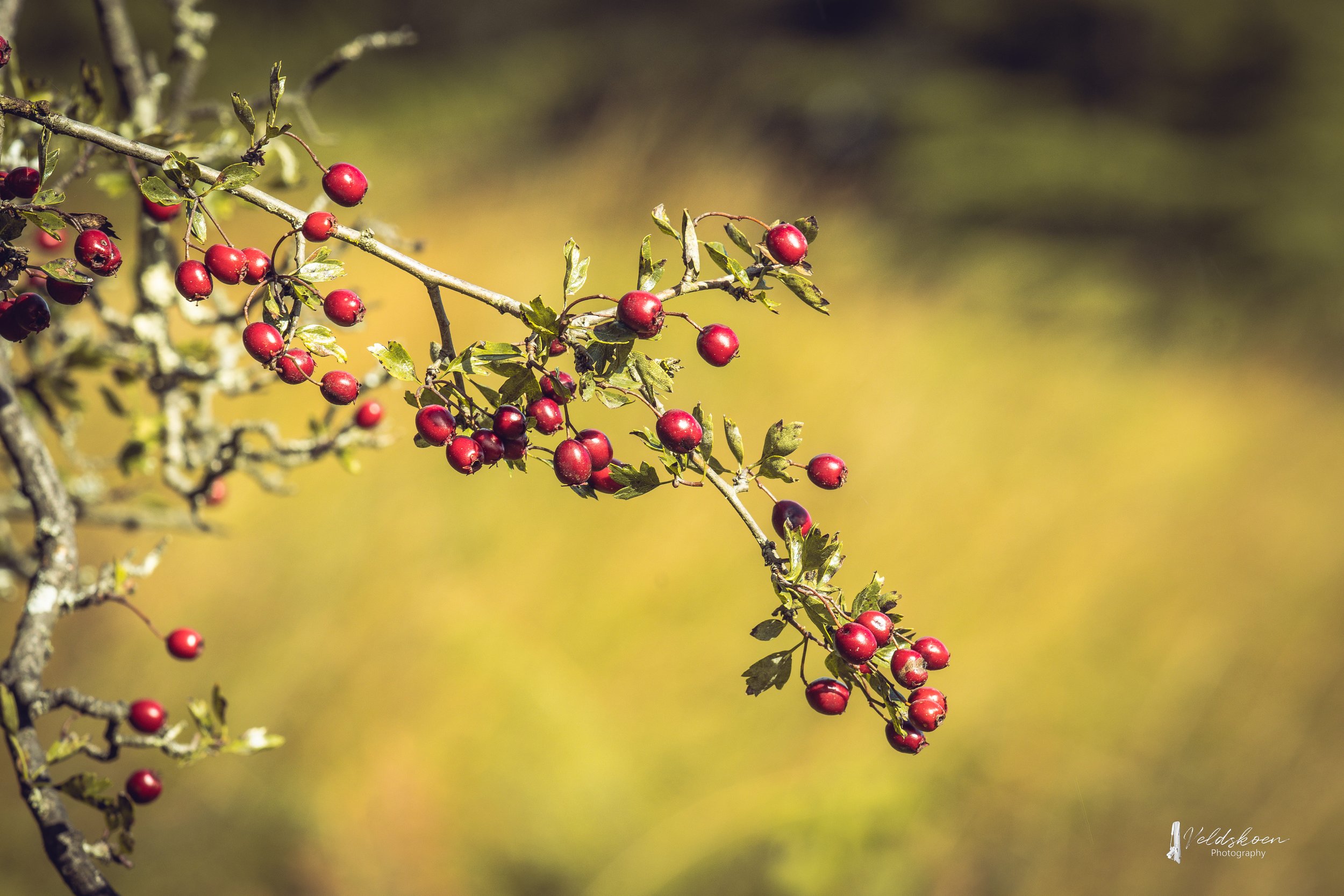 Leonardslee-lakes-and-gardens-autumn-veldskoen.jpg