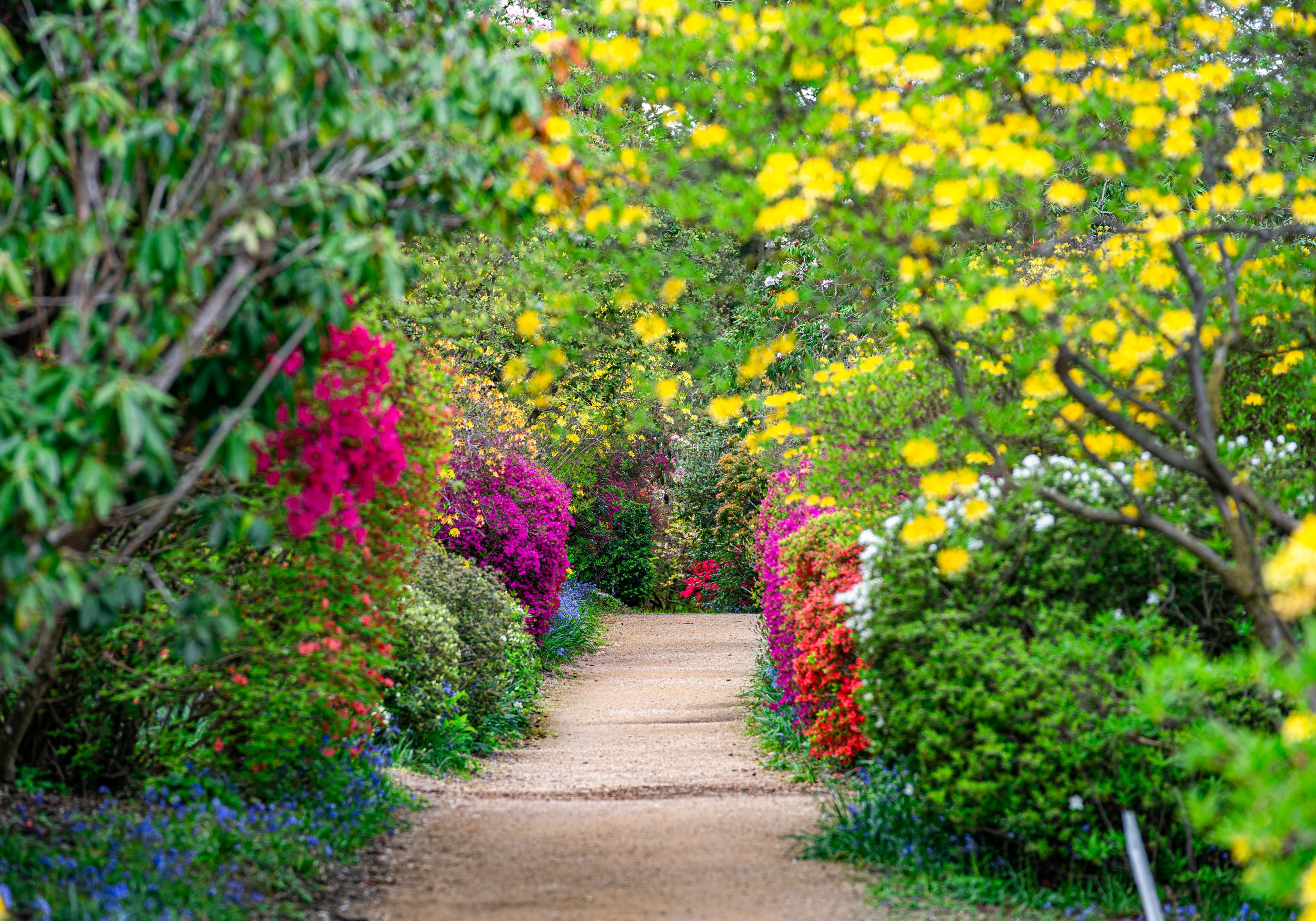 Spring pathway-leonardslee-gardens.jpg