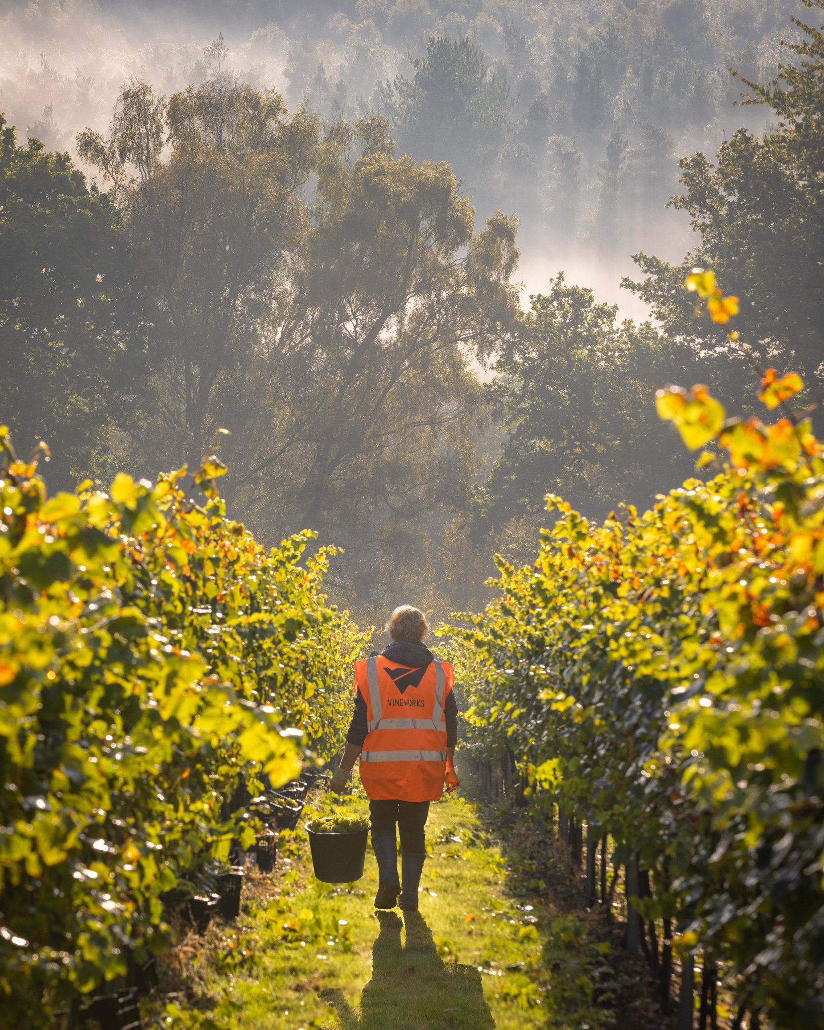 Leonardslee-wine-vineyard.jpg