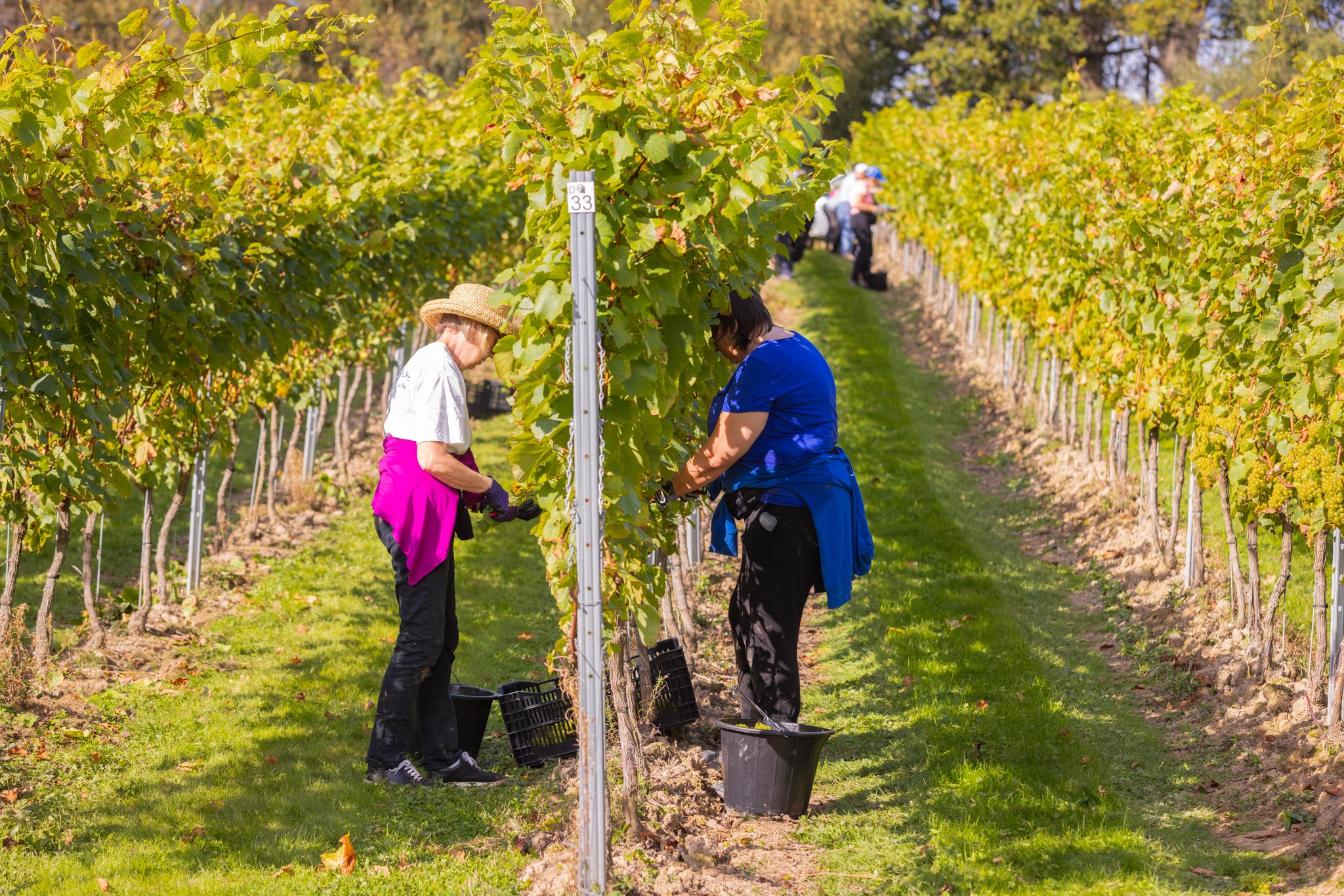 Leonardslee-vineyards.jpg