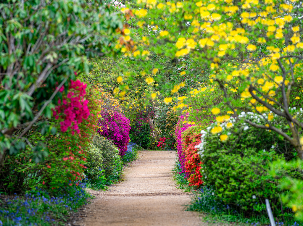 Leonardslee-lakes-and-gardens-paths (2).png