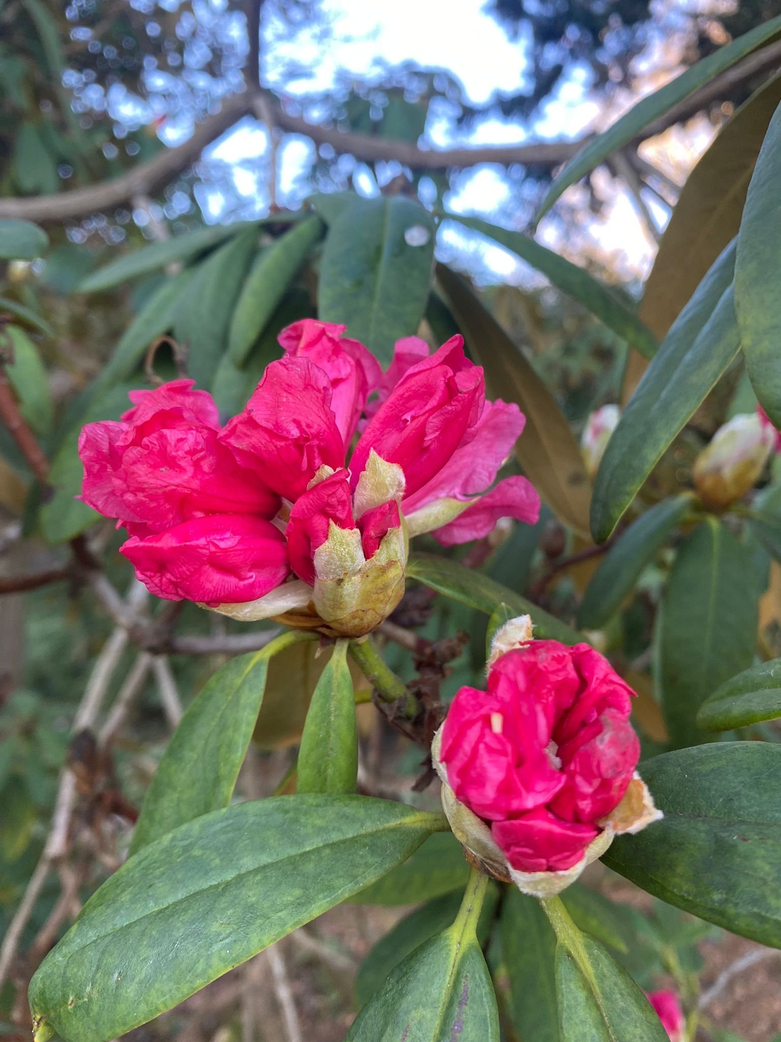 ‘Nobleanum Coccineum’