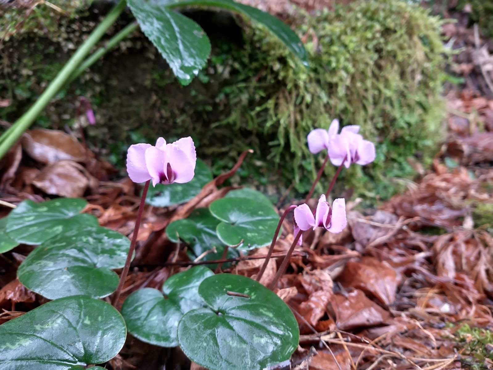 in flower in the rock garden