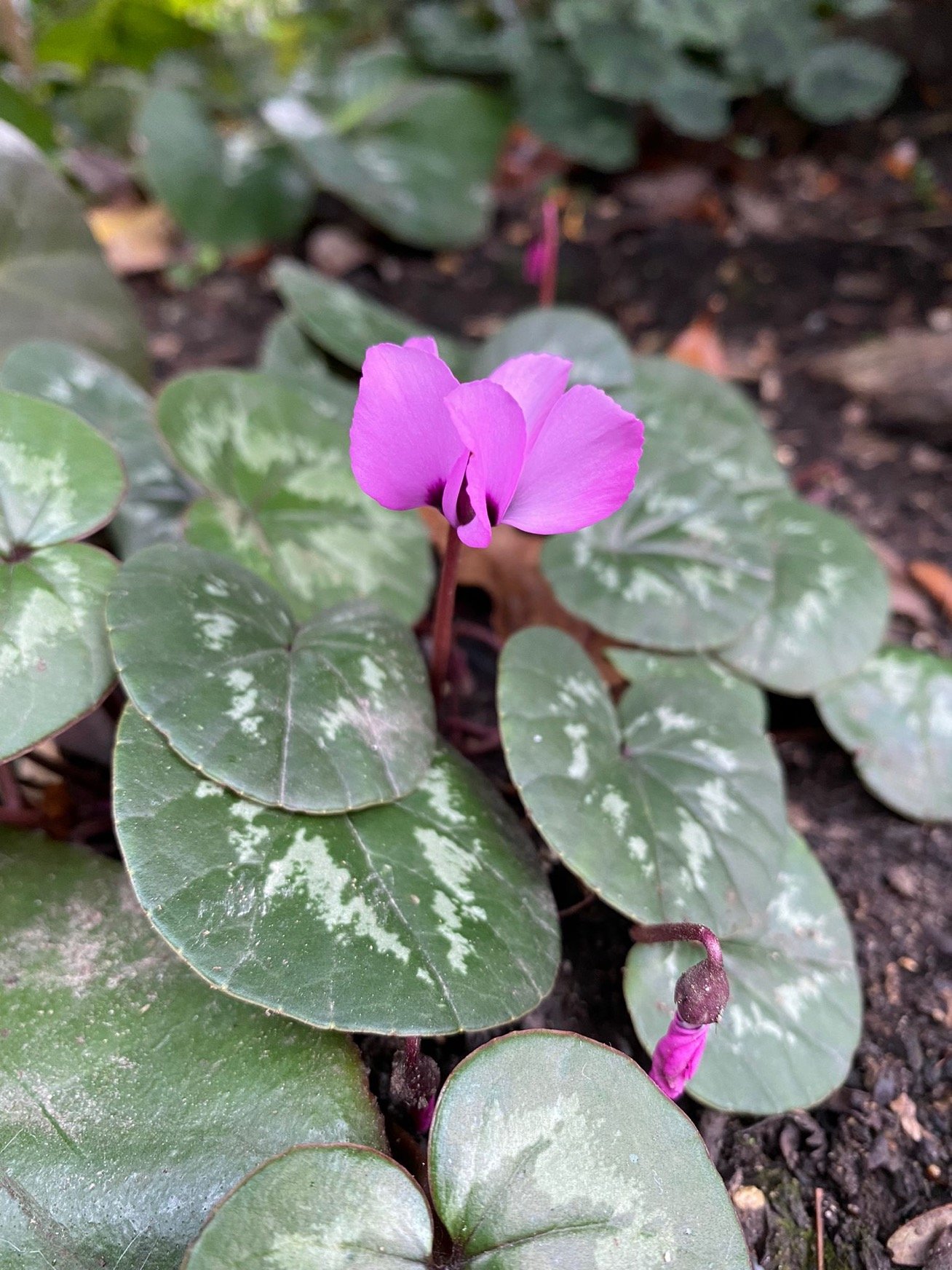 Cyclamen coum .