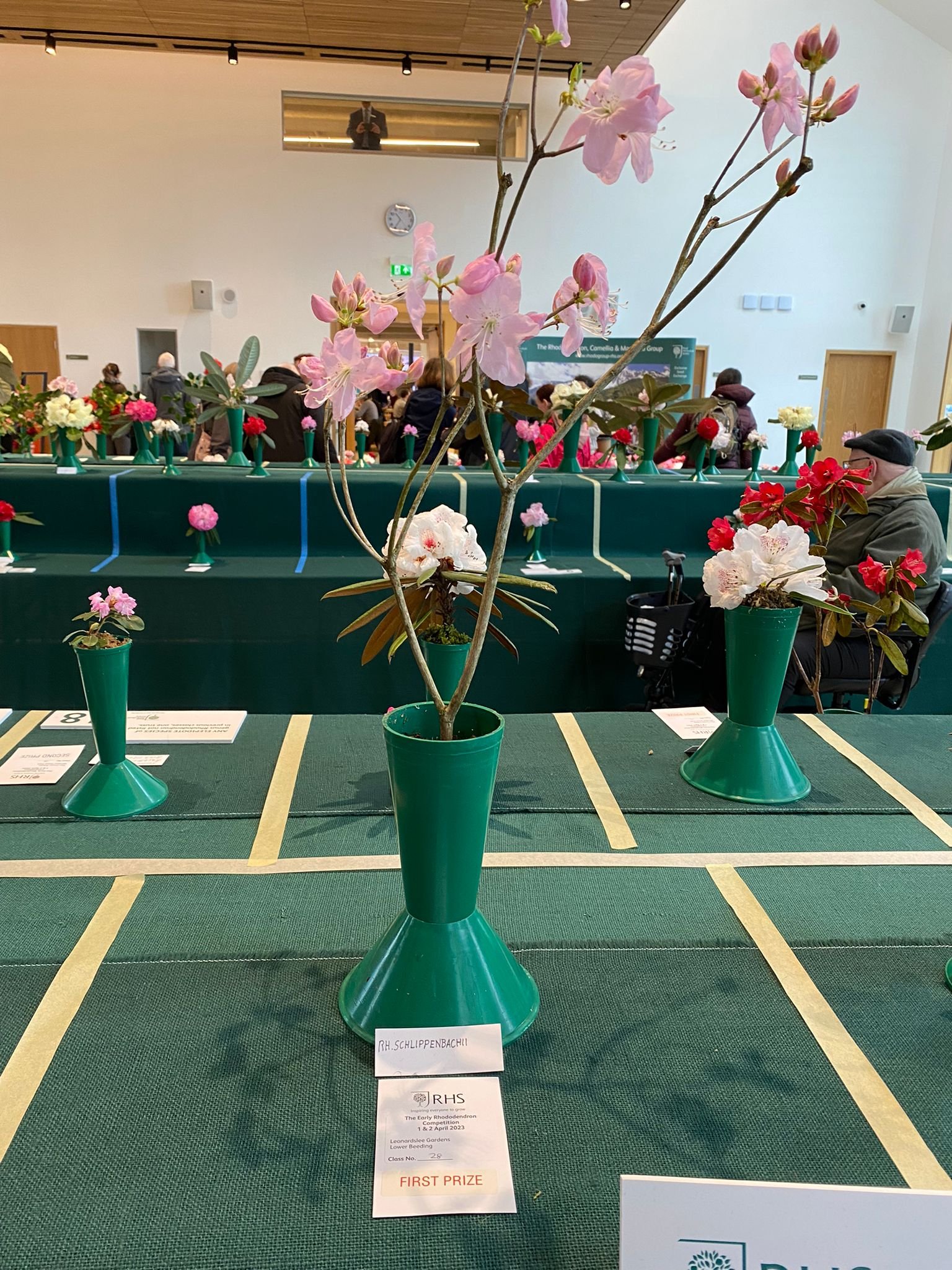 RHS-Wisely-leonardslee-flower-show-rhododendrons (9).jpg