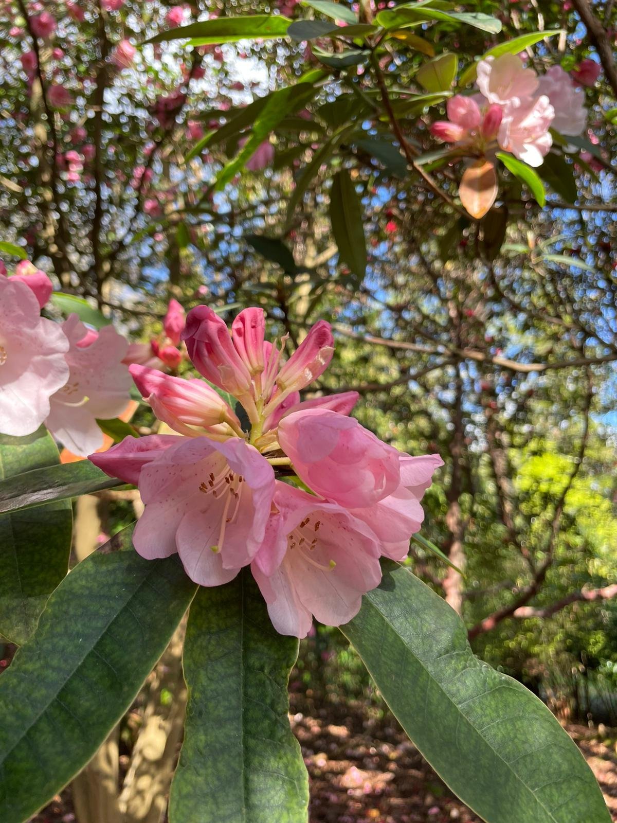 Spring-Rhododendron 33.jpeg