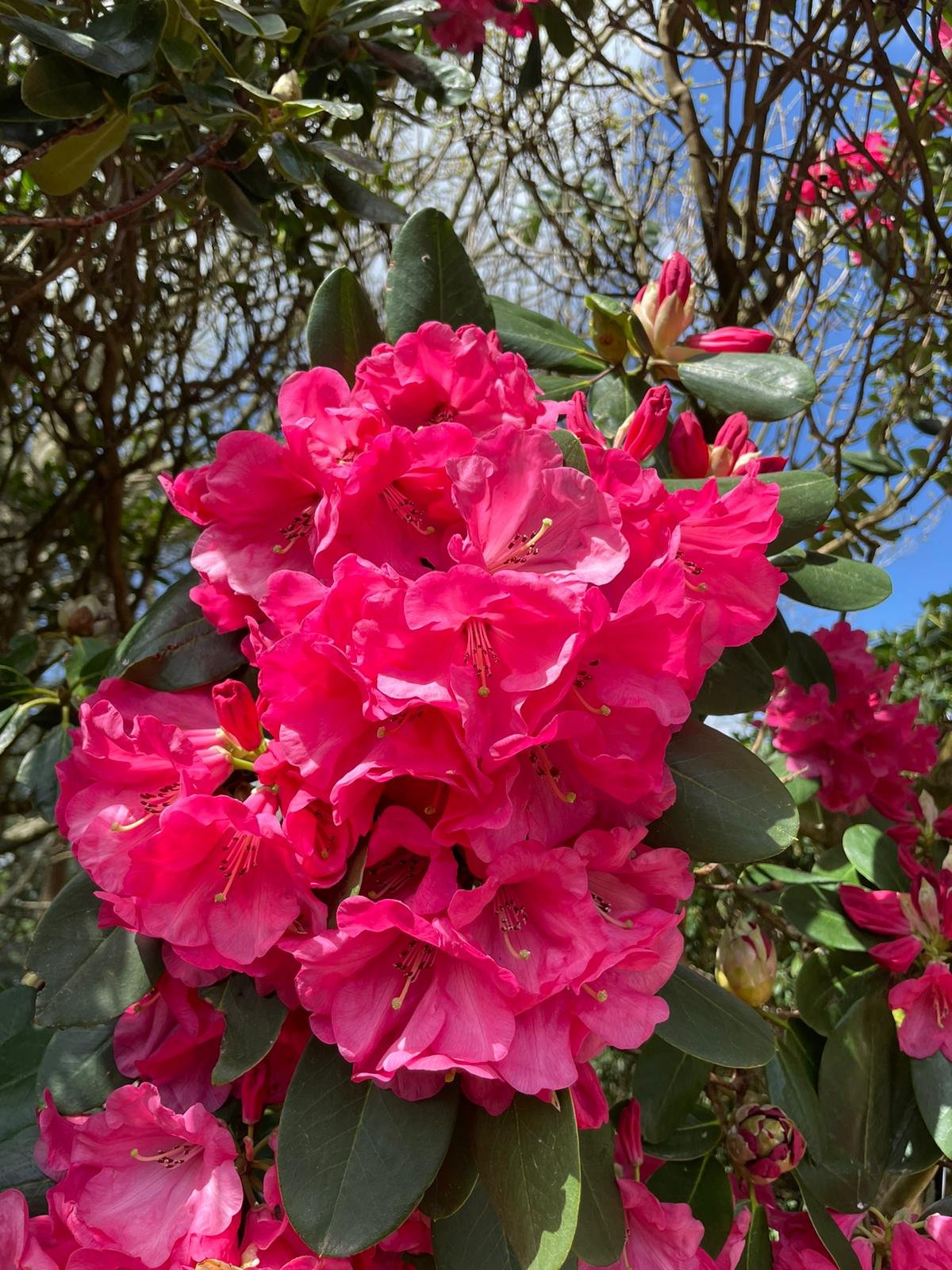 Spring-Rhododendron 19.jpeg