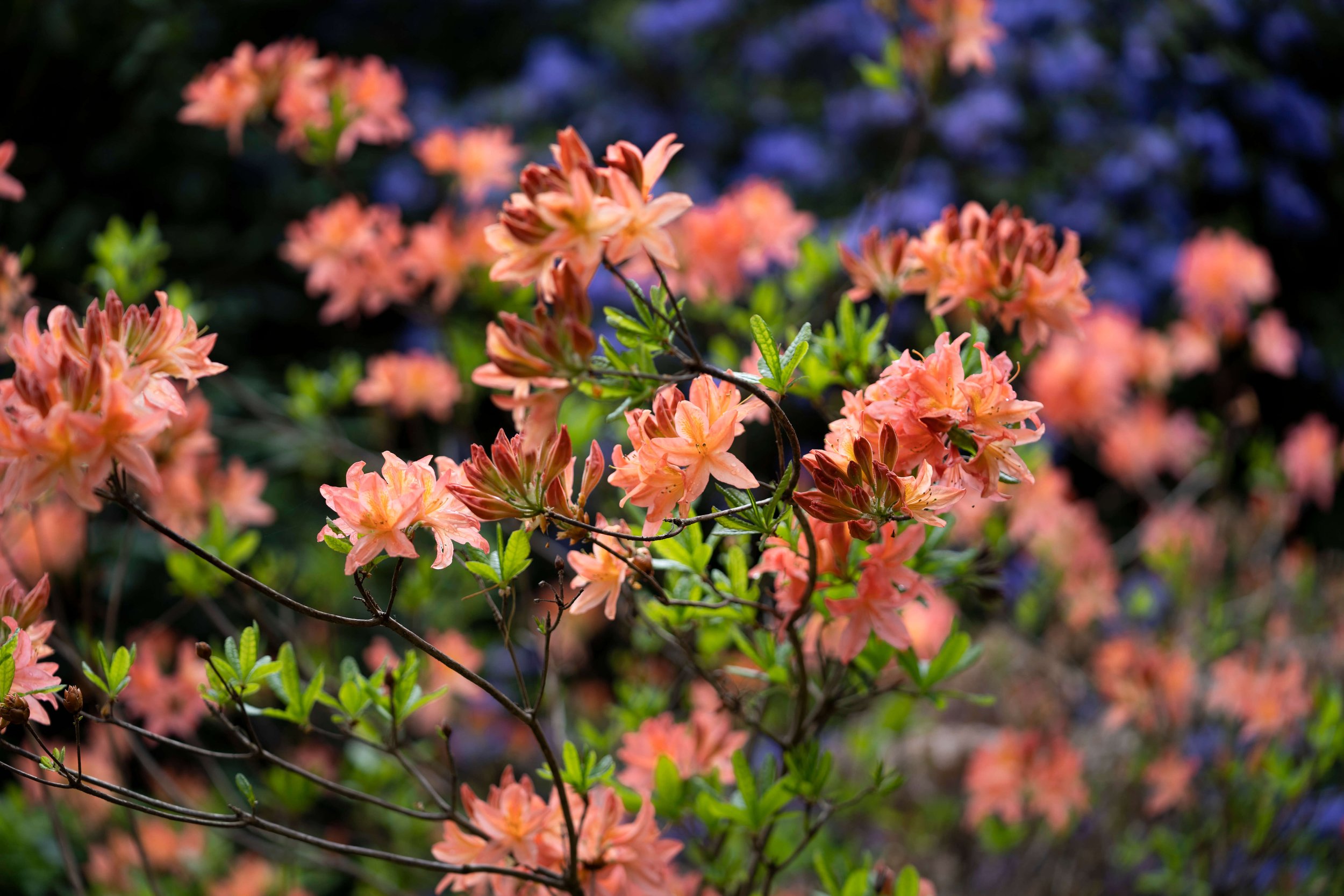 flower-colourful-leonardslee-gardens.jpg