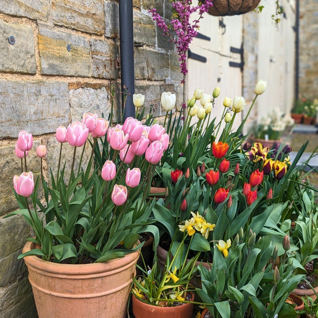 Our potted plant display, expertly crafted and maintained by the lovely Dan and Sarah from our gardening team, is truly eye-catching as you make your way into the Clocktower Kitchen. 🌷 Featuring a stunning array of tulips and other vibrant blooms, t