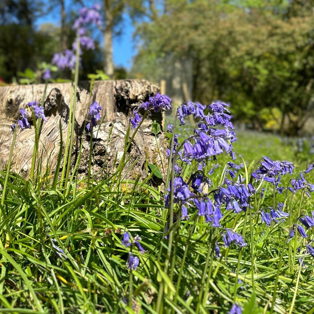 Experience picturesque carpets of bluebells and lose yourself in the serene beauty of their delicate blooms over on Bluebell Bank in a breathtaking display this spring. Come wander through our woodland wonderland and immerse yourself in a symphony of