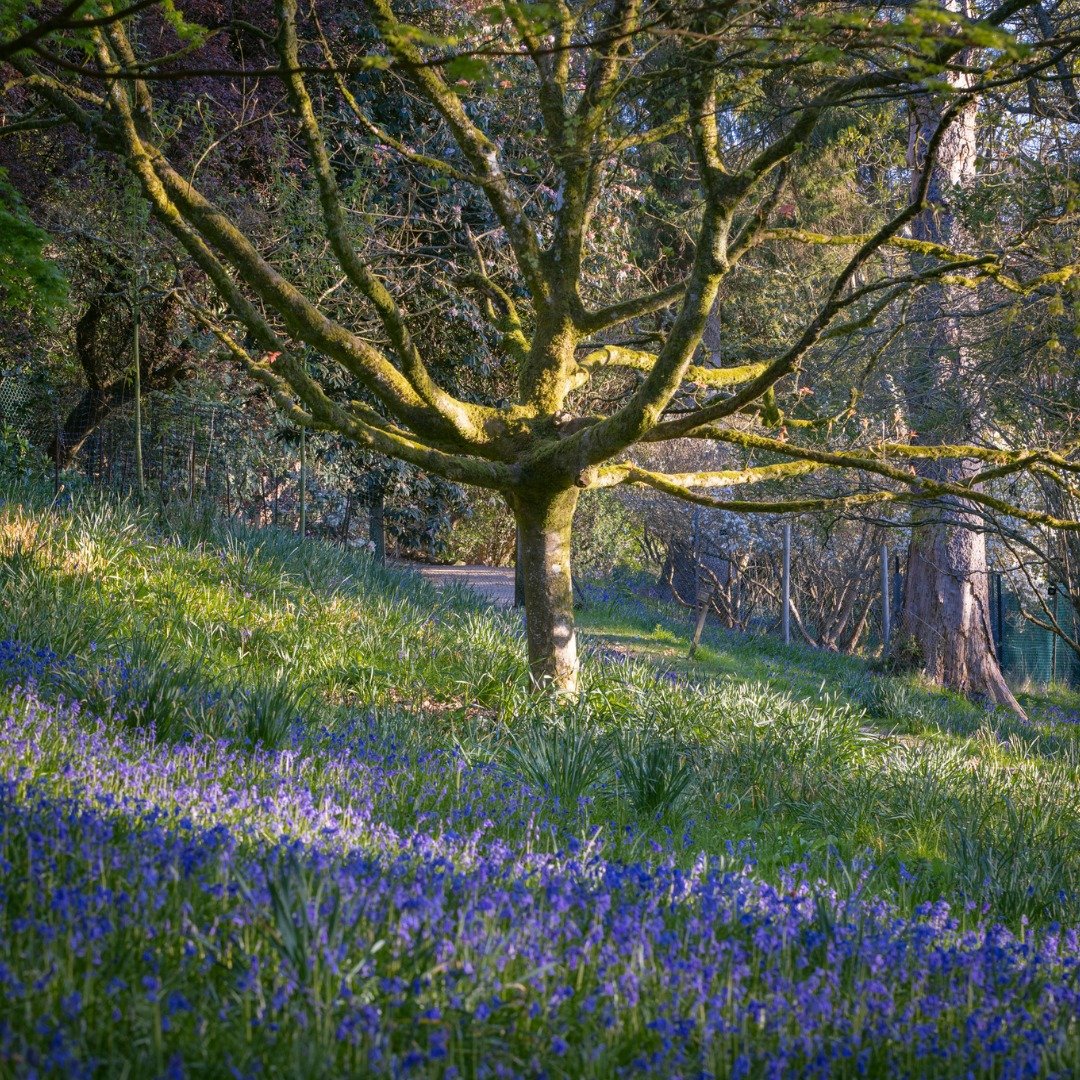 With over half the world&rsquo;s population of the iconic Bluebell (Hyacinthoides non-scripta) growing in the UK, we are proud of our carpets of blue that spring up each year 🌼

Discover their breathtaking beauty during your next visit to Leonardsle