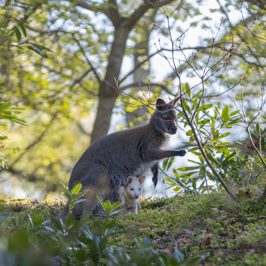 As you wander through our picturesque grounds, you might just stumble upon something unexpected &ndash; our free-roaming wild wallabies! 🦘🌿

These charming creatures, believed to be native to Tasmania in Australia, were introduced to Leonardslee by