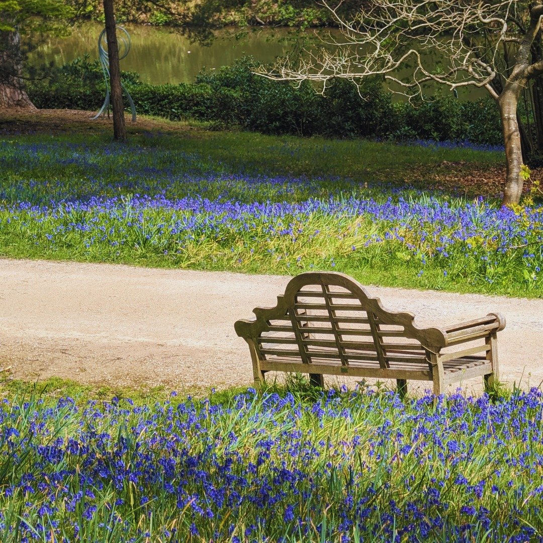 Carpets of blue await you here at Leonardslee Lakes &amp; Gardens 💙✨

The best places to spot our beautiful bluebells are:

❇️ Dotted around the Rock Garden
❇️ Below Leonardslee House Lawn
❇️ Bluebell Bank
❇️ Top Garden

#bluebellwatch #bluebellseas