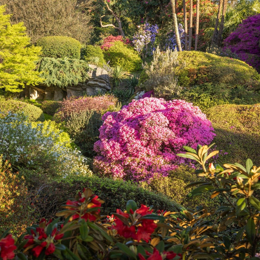 Come explore the striking eutopia that is our multi-level Rock Garden, based within our grounds just opposite Leonardslee House.

With the sound of bees buzzing around colourful azaleas and the towering majesty of ornamental trees, you are guaranteed