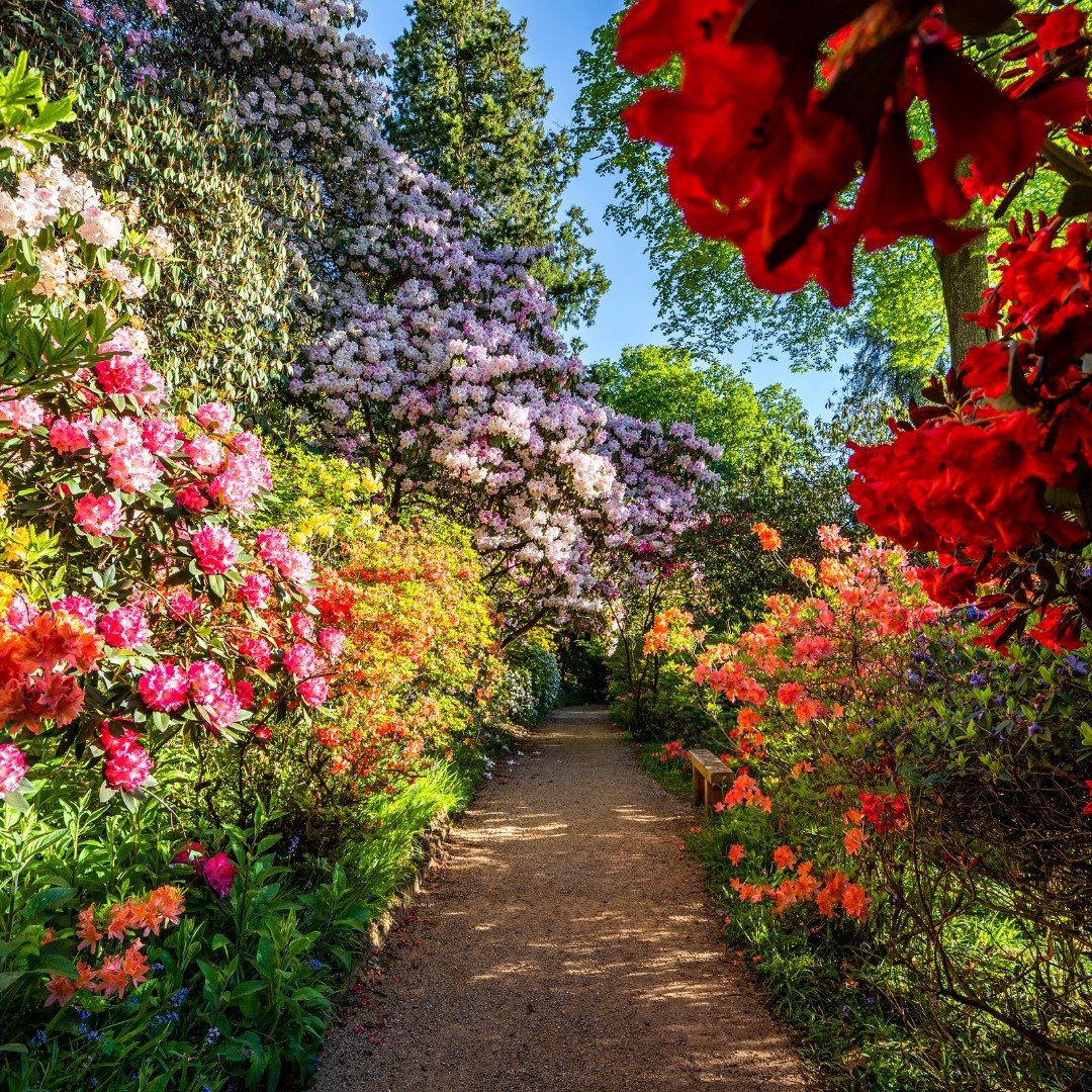 🌺 It's a feast for the senses here at Leonardslee Lakes &amp; Gardens this spring! Immerse yourself in the vibrant hues and intoxicating scents of our blooming displays and embrace this glorious sunshine we are having with a memorable day out!

📸 @