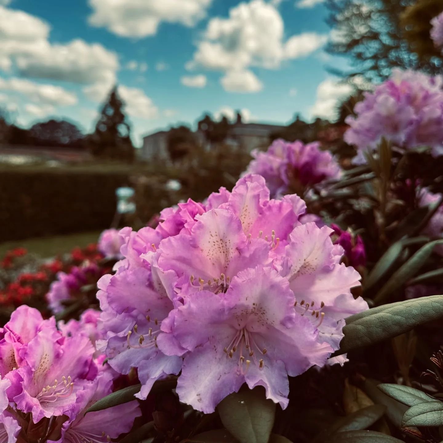 Bringing you a little pop of colour to brighten your day 🤗✨

#rhododendrons #rhododendroncelebration #leonardsleegardens #springvibes #popofcolour #horticulture #gardeninspo #beautifulblooms
