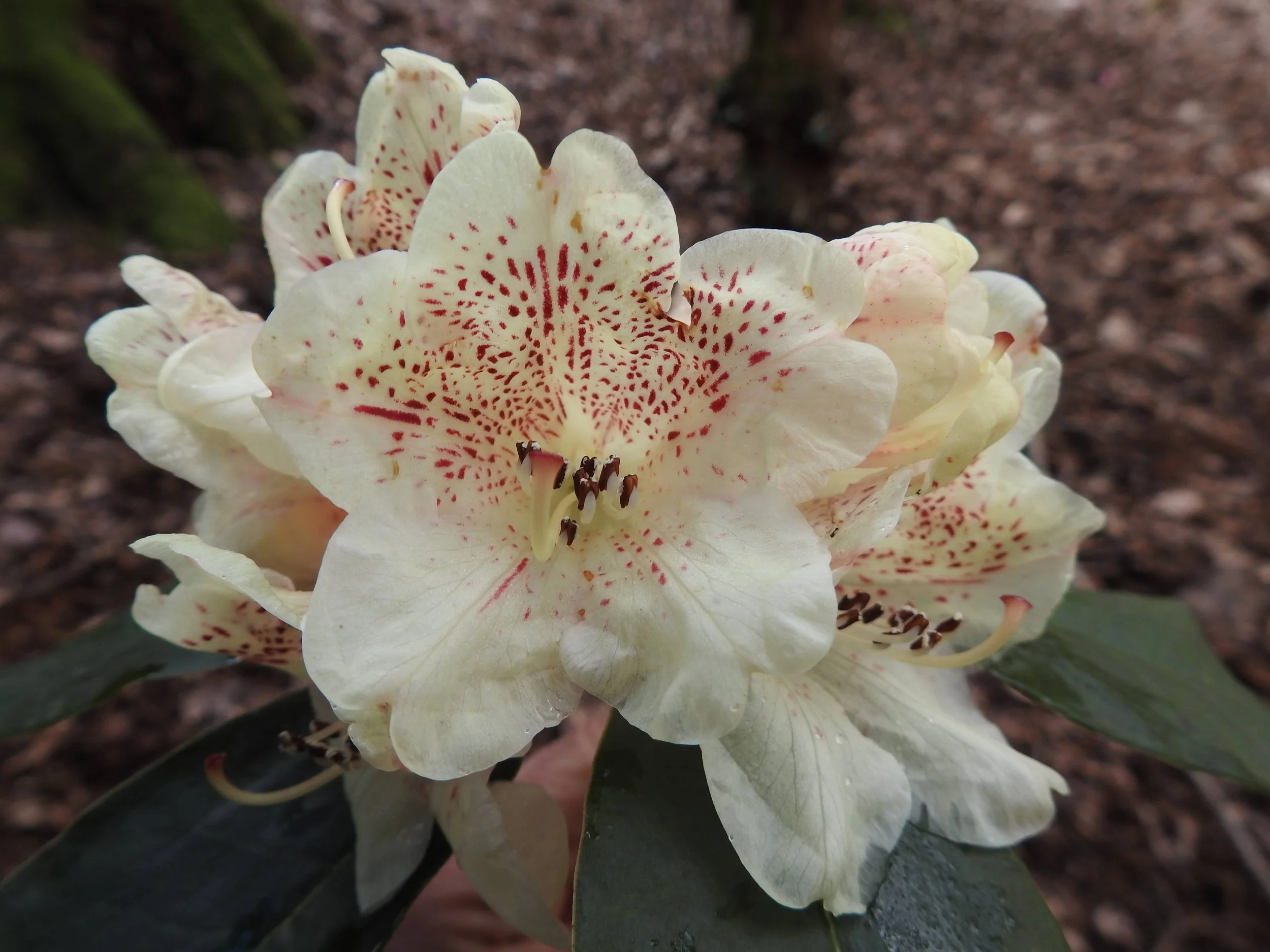 Leonardslee Wins People's Choice Award at RHS Hampton Court for Rare ...