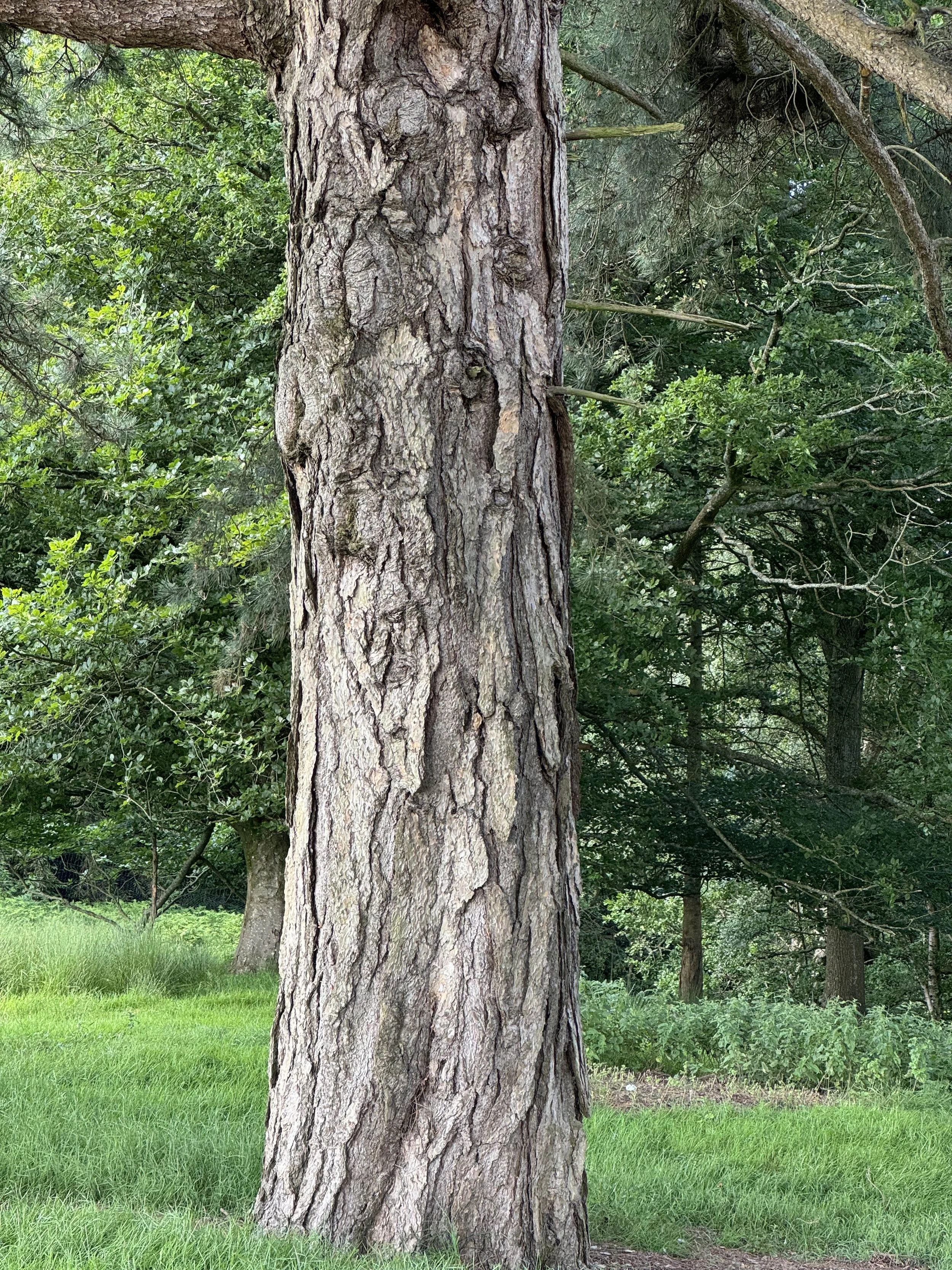 Leonardslee Awarded New Champion Status for Seven Trees | Leonardslee ...